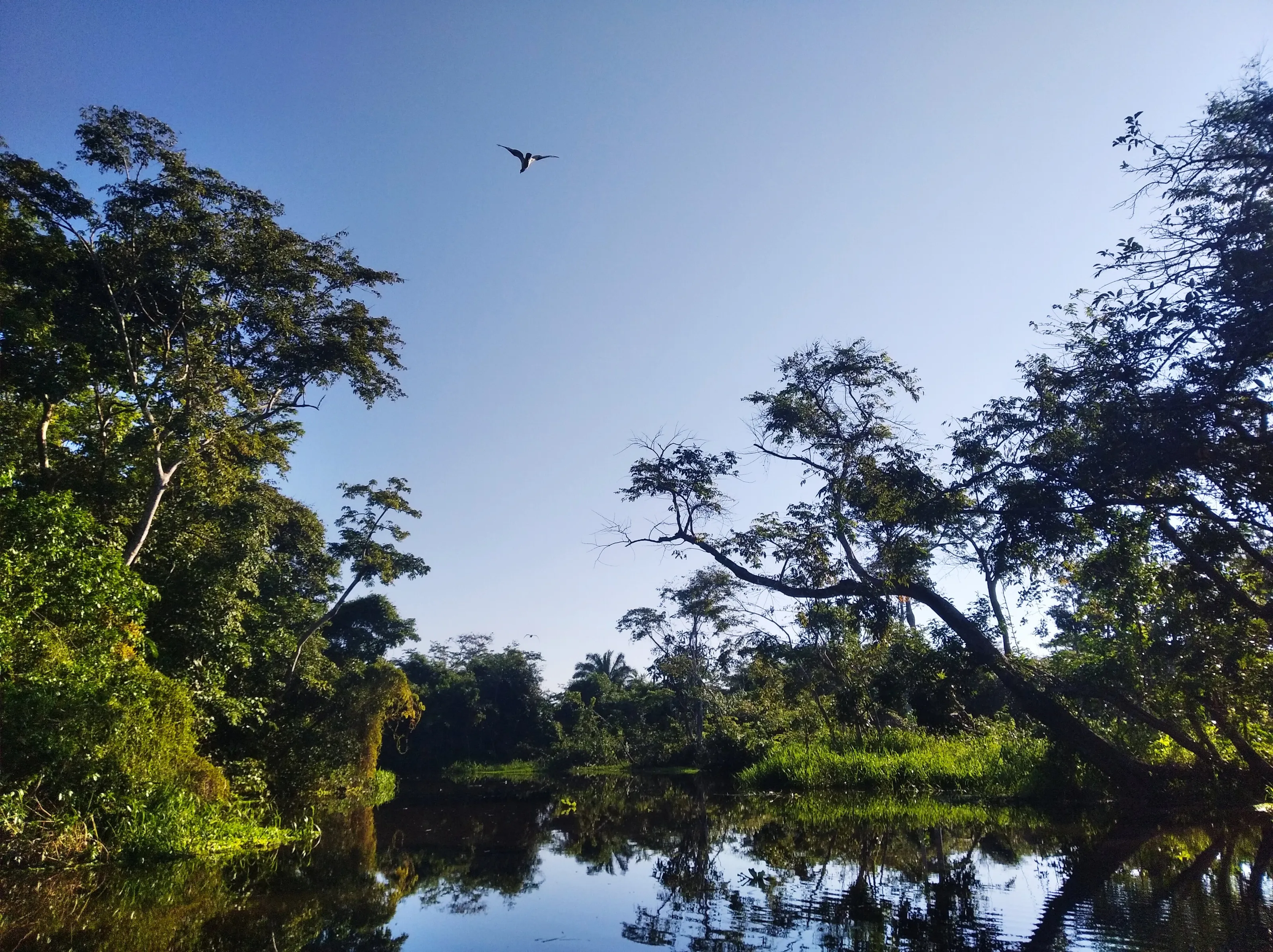 The river in the jungle