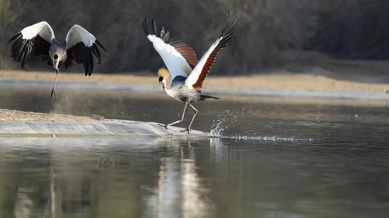 Landing