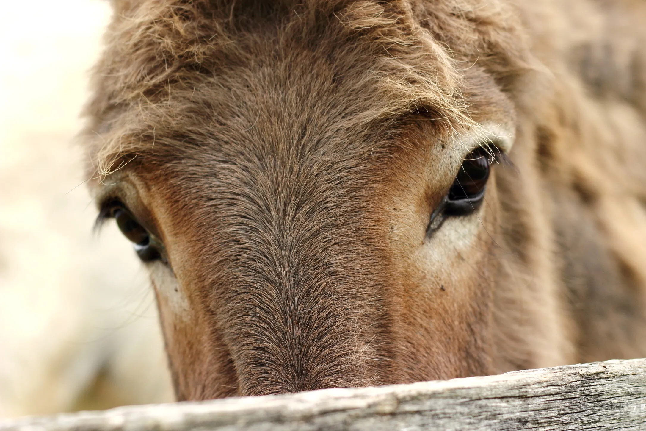 Donkey Eyes