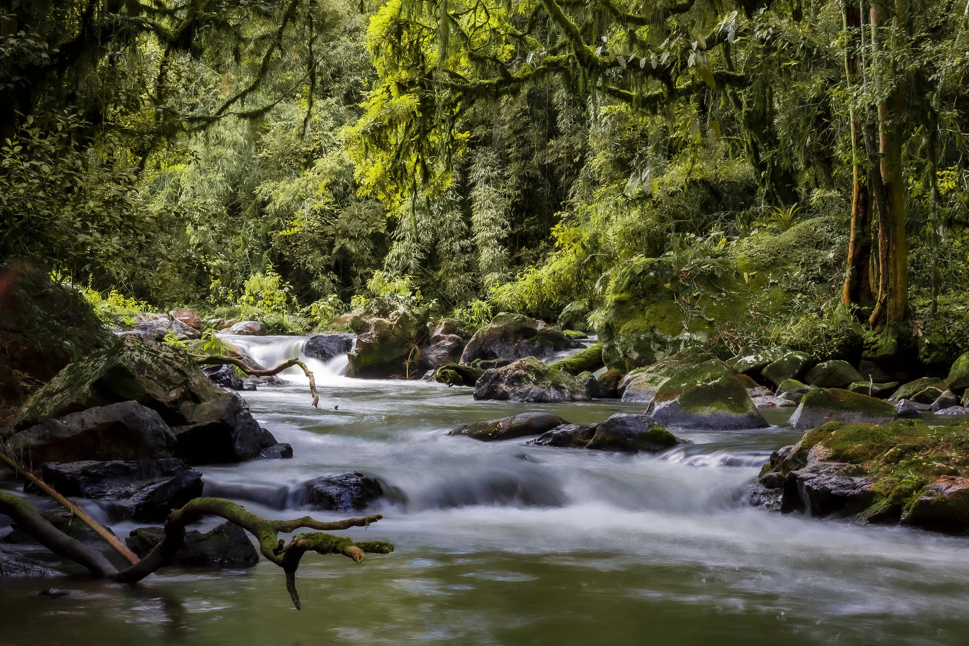 Atlantic forest