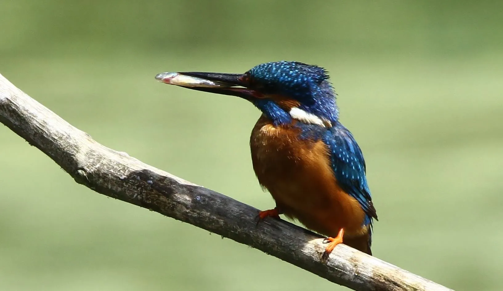 Male Kingfisher's lunch