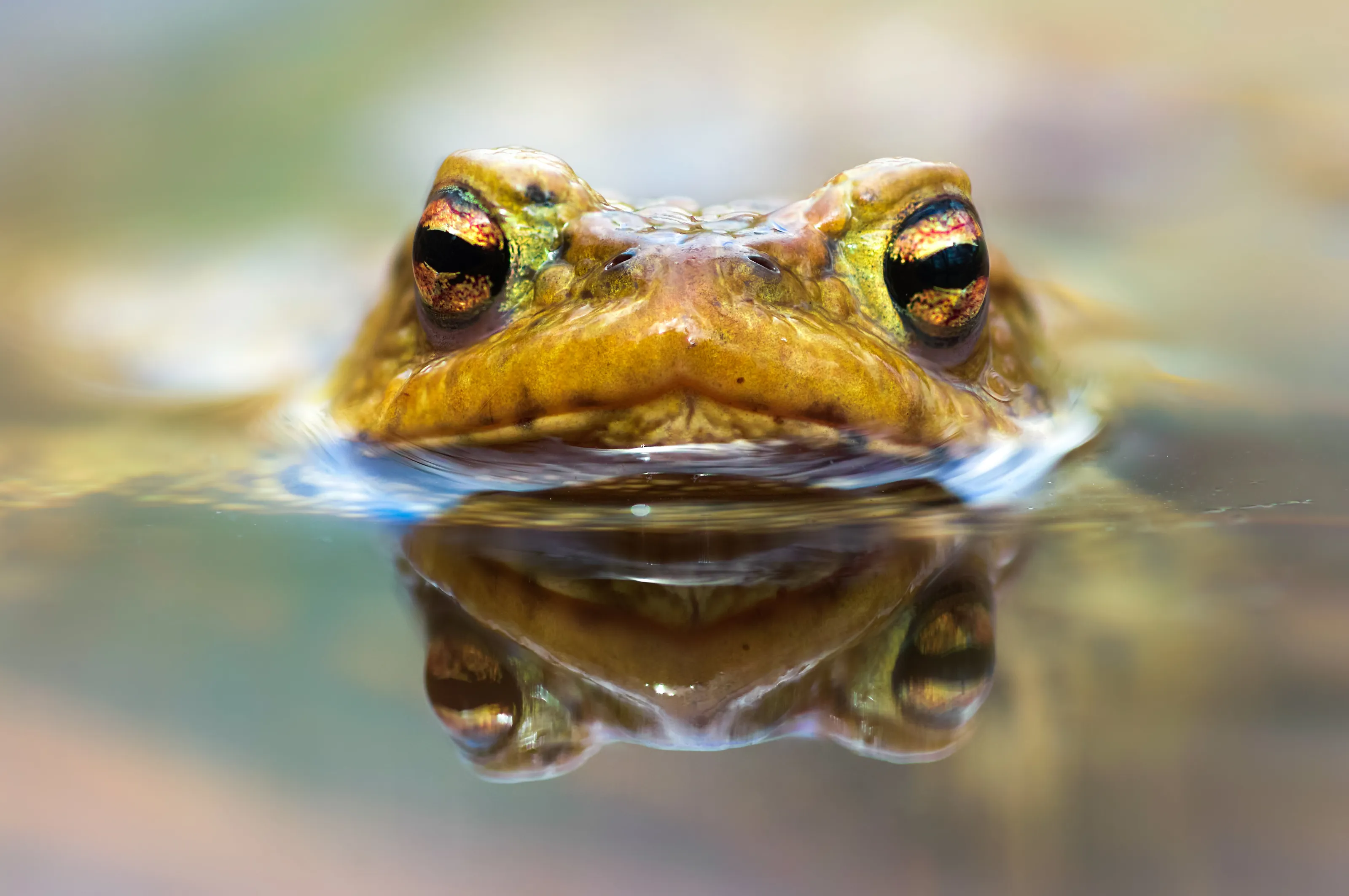 Toad in water