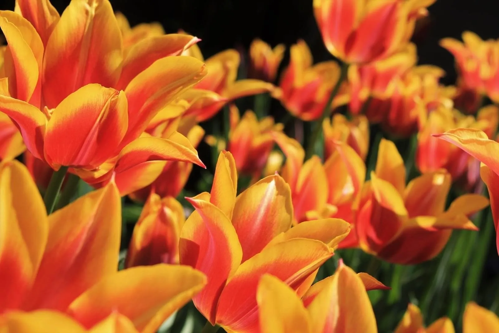 Fiery Tulips
