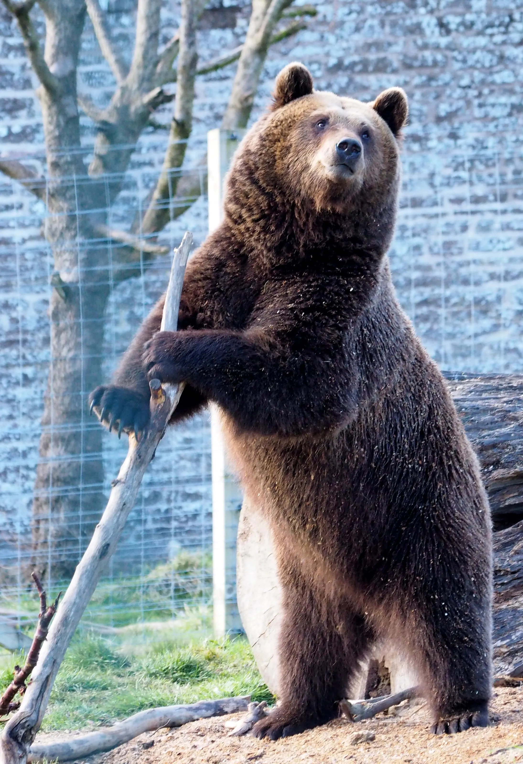 The Bear Necessities
