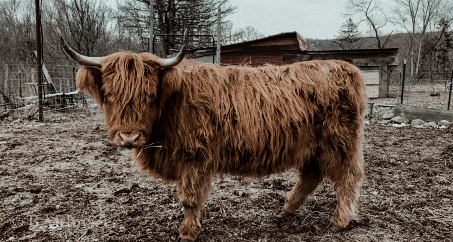Scottish Highland