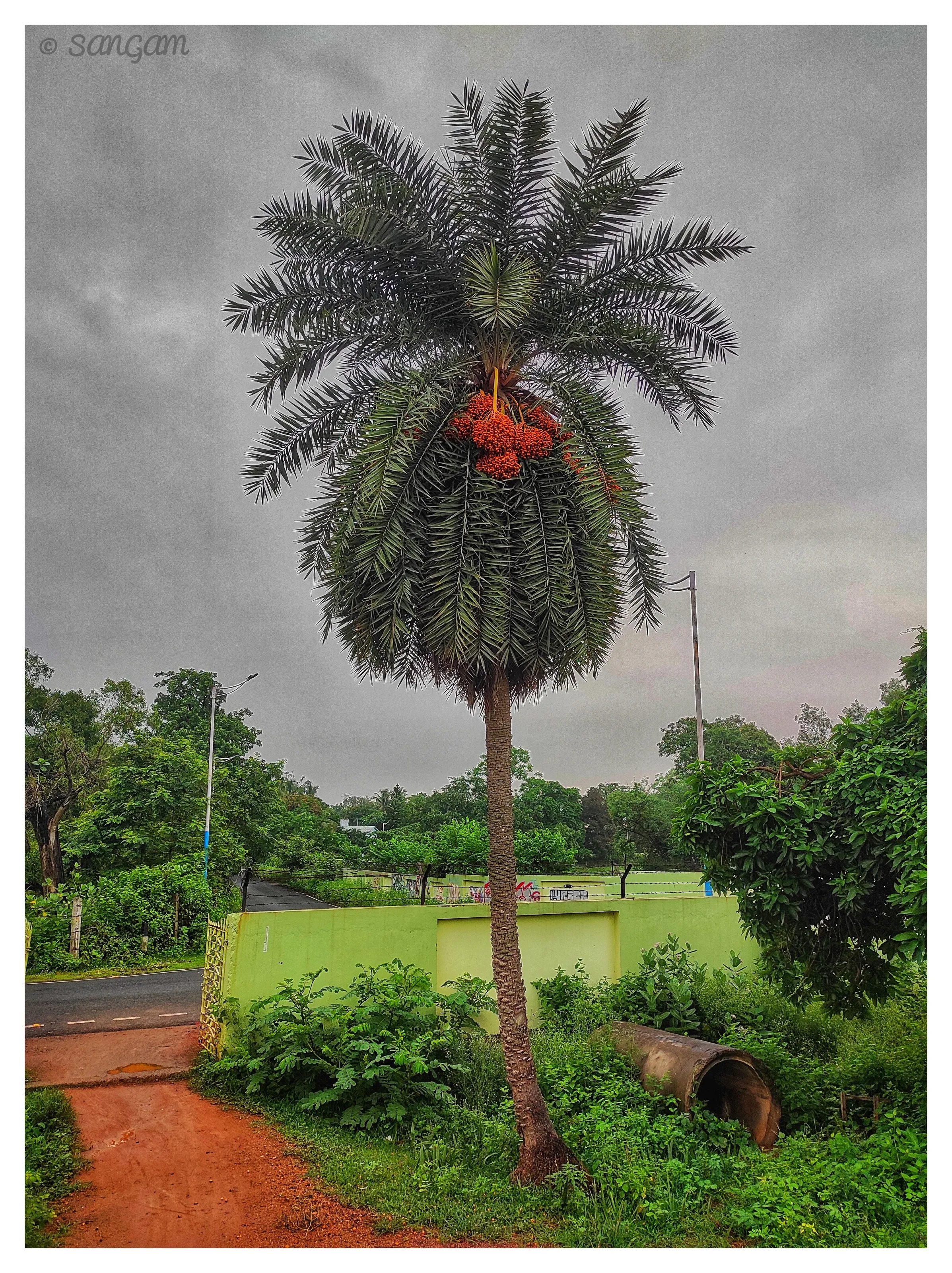 An Indian date tree