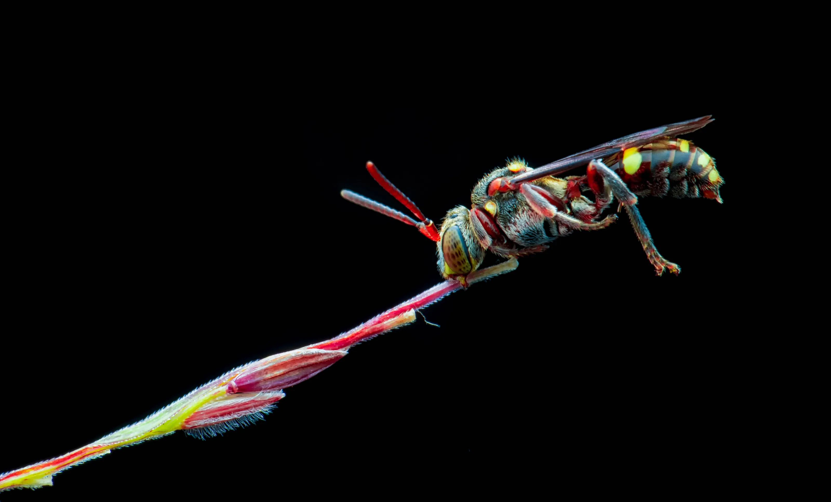 Nomada sp