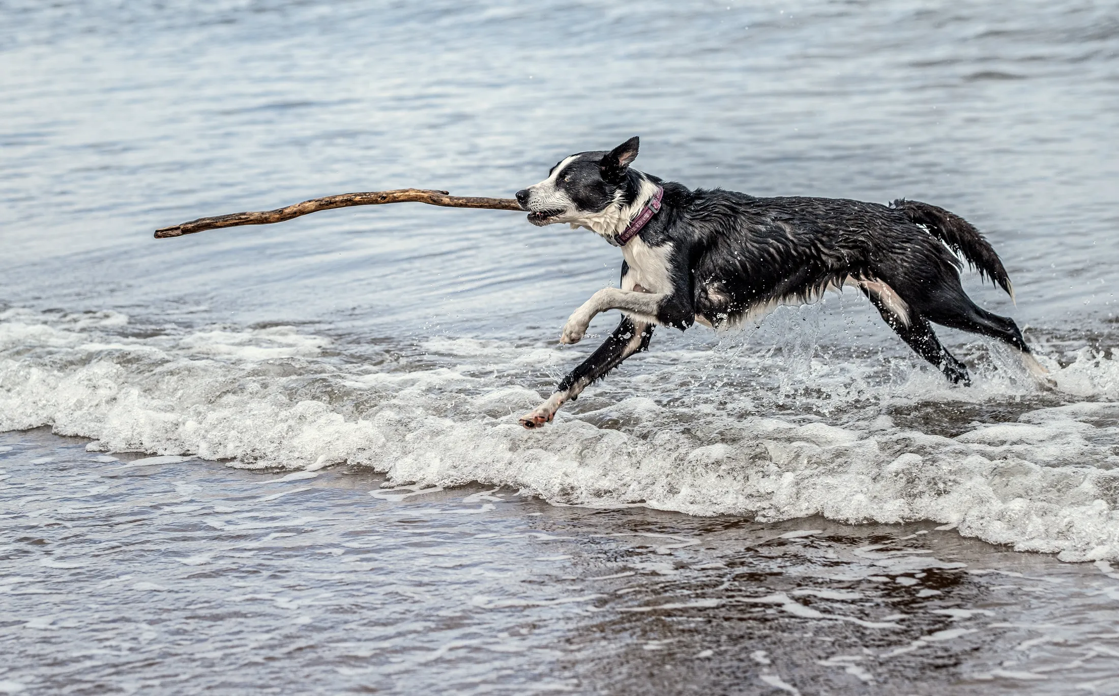 Molly at Lunan Bay