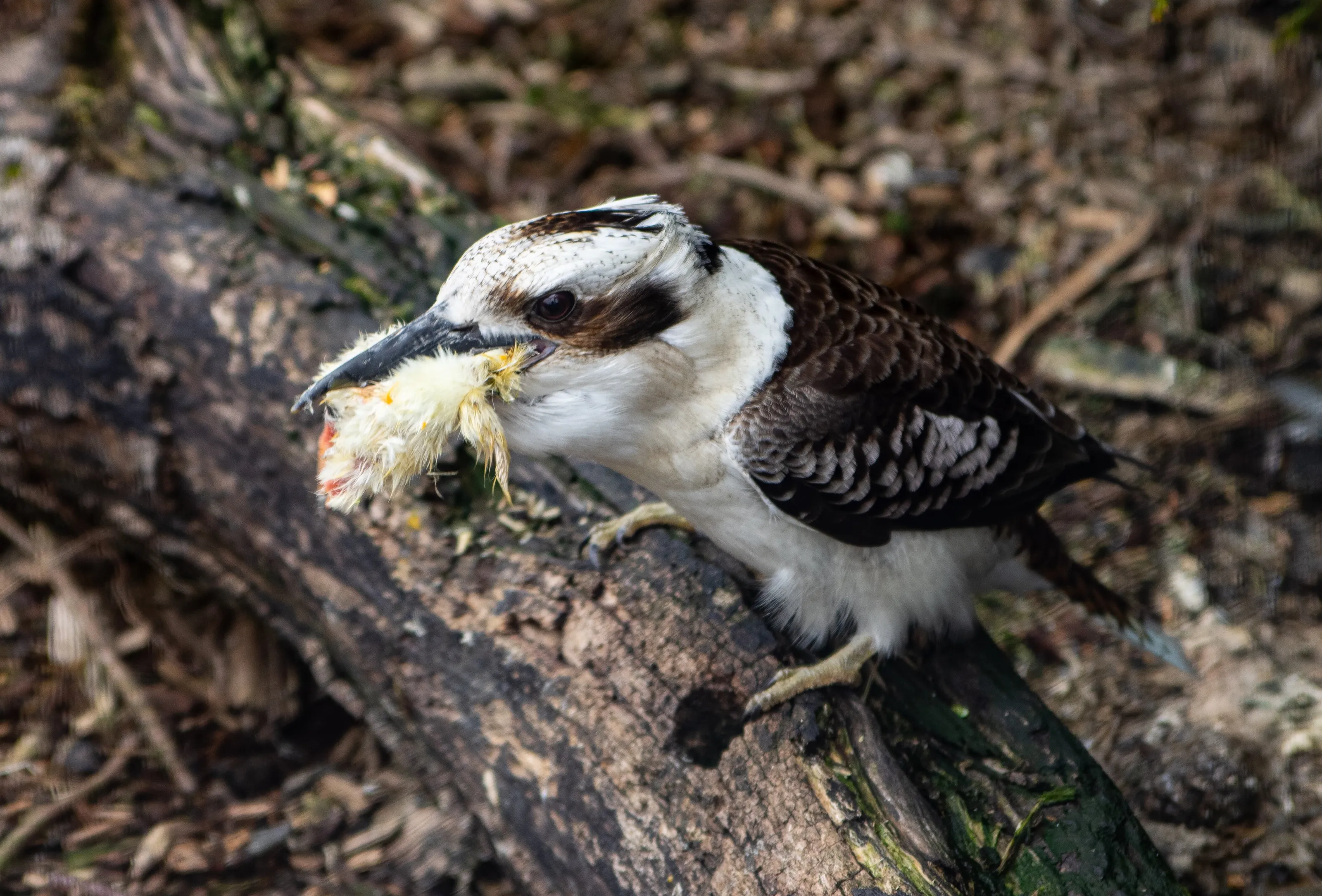 Lunchtime