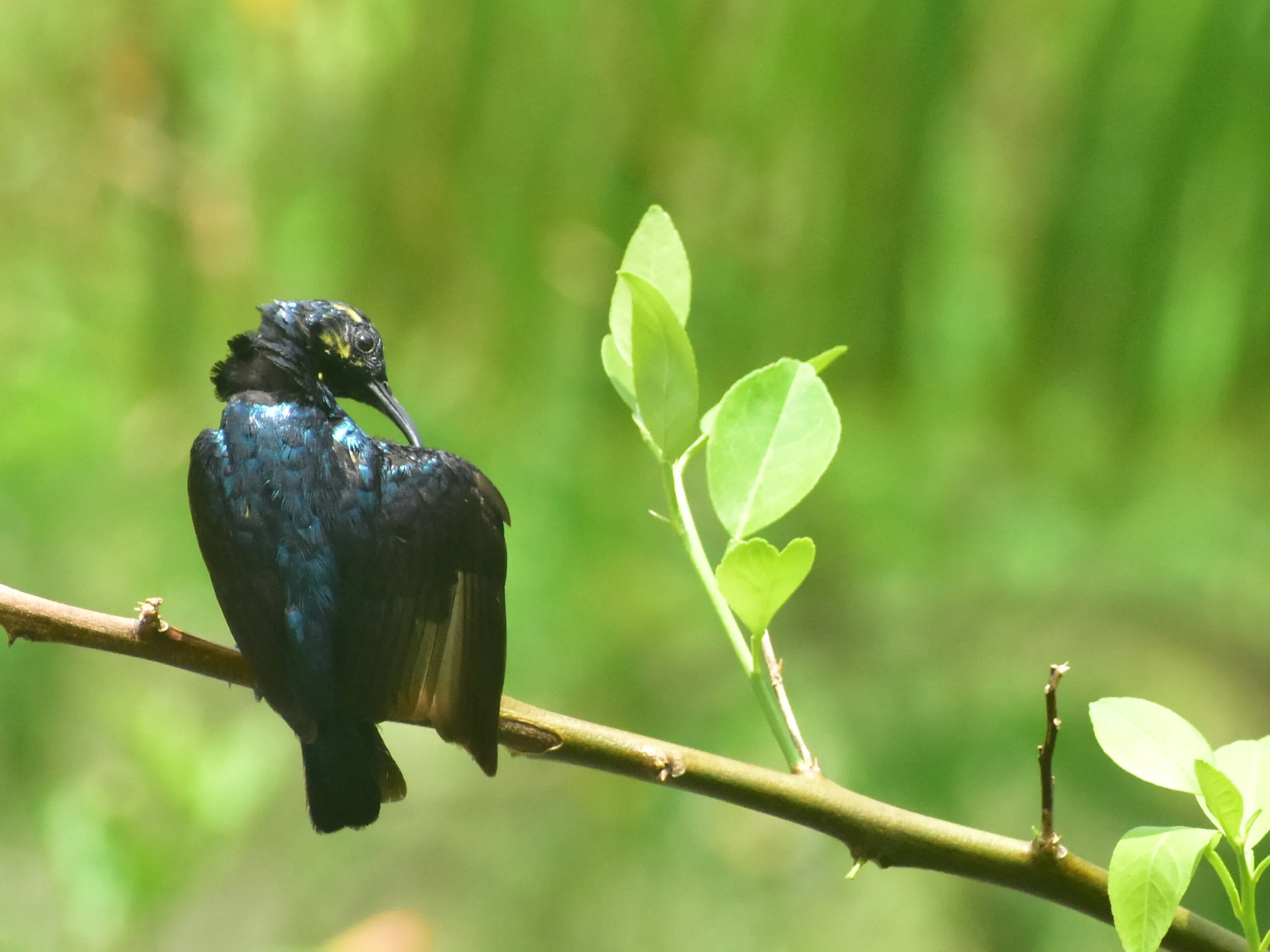 Sunbird