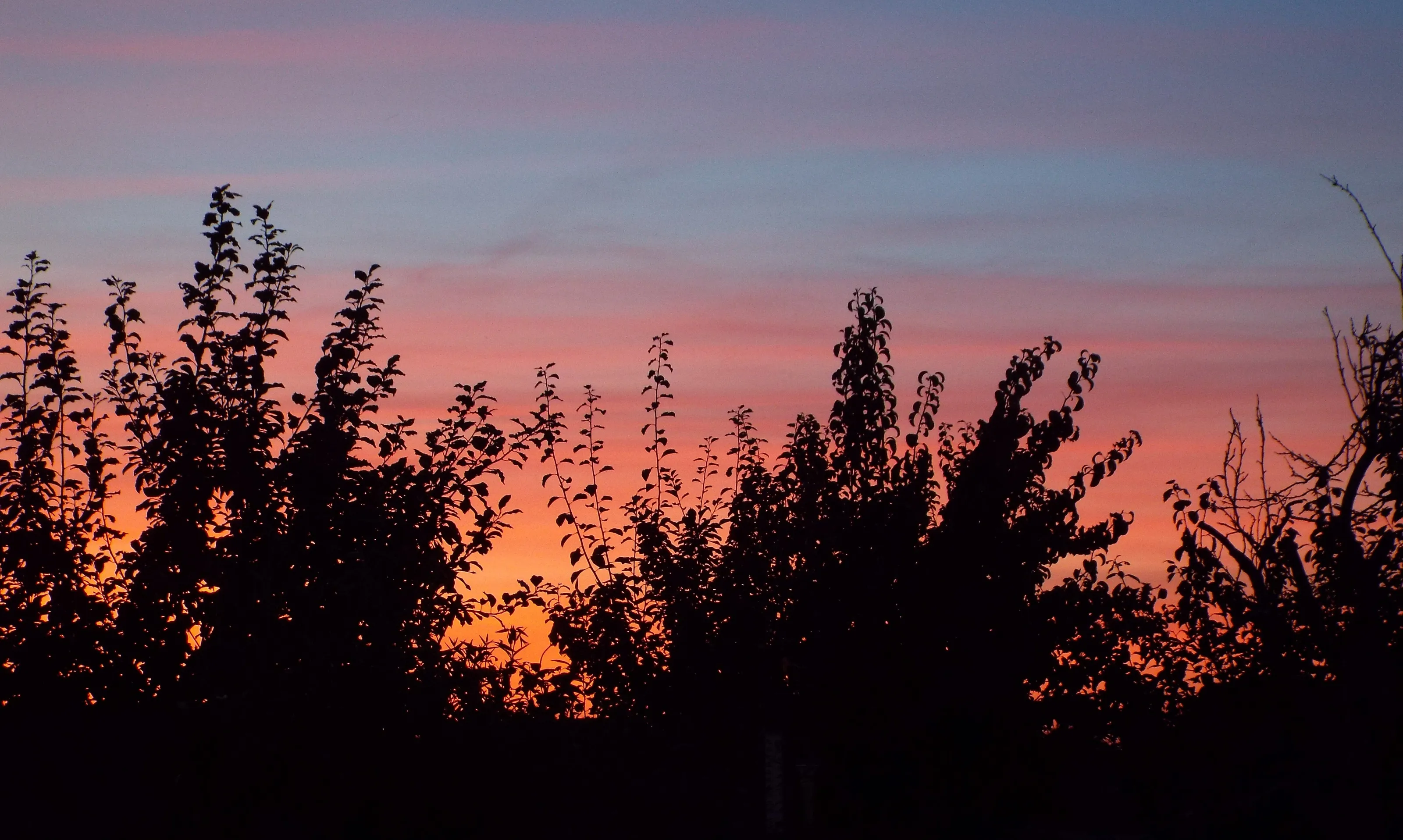 Evening Sky