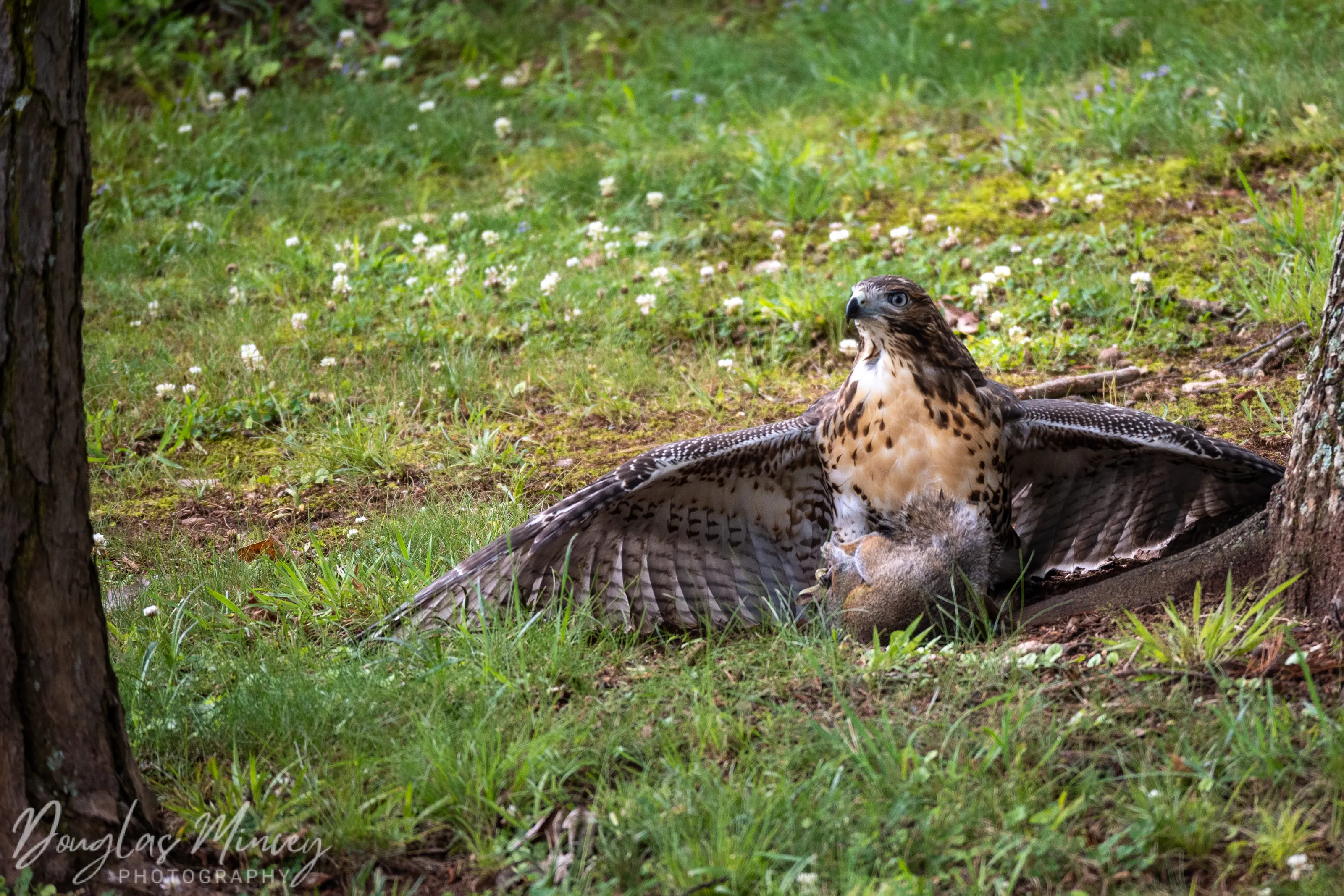 Hawk in the wild