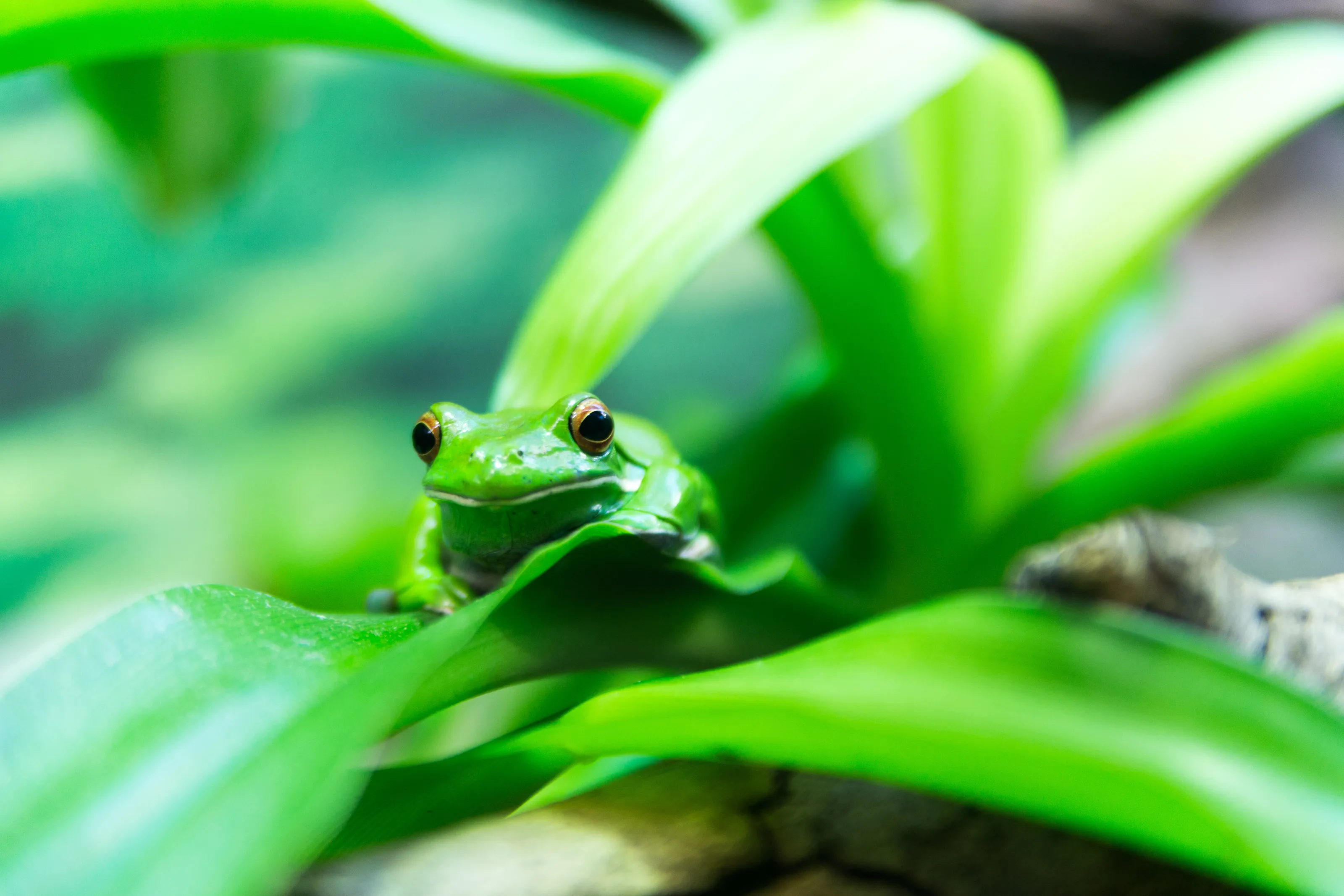 The Little Green Frog