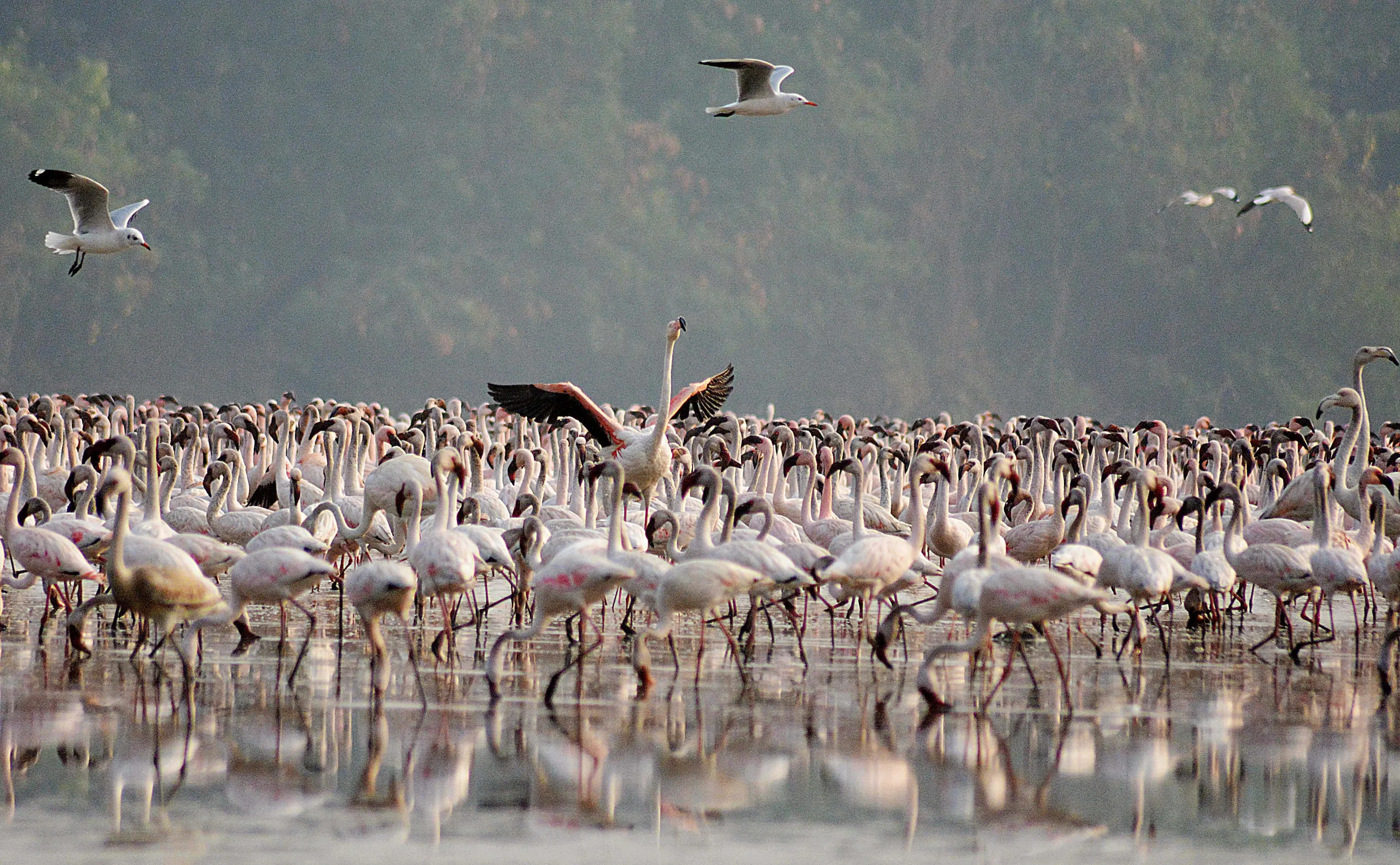 Flamingos