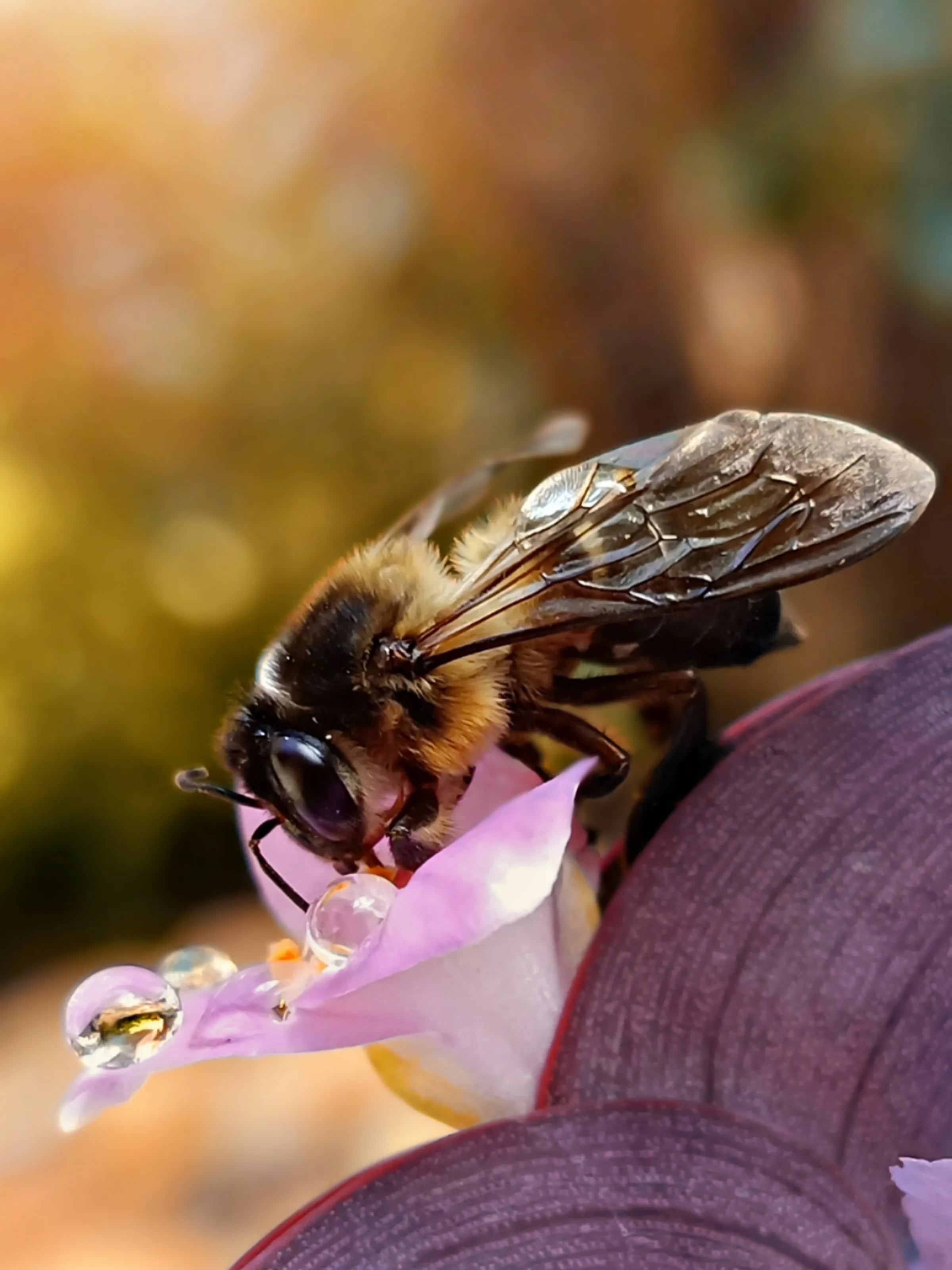 Bee and Dew drops
