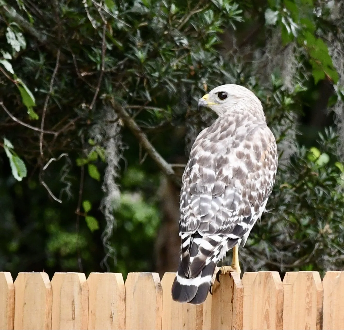 Ladyhawk