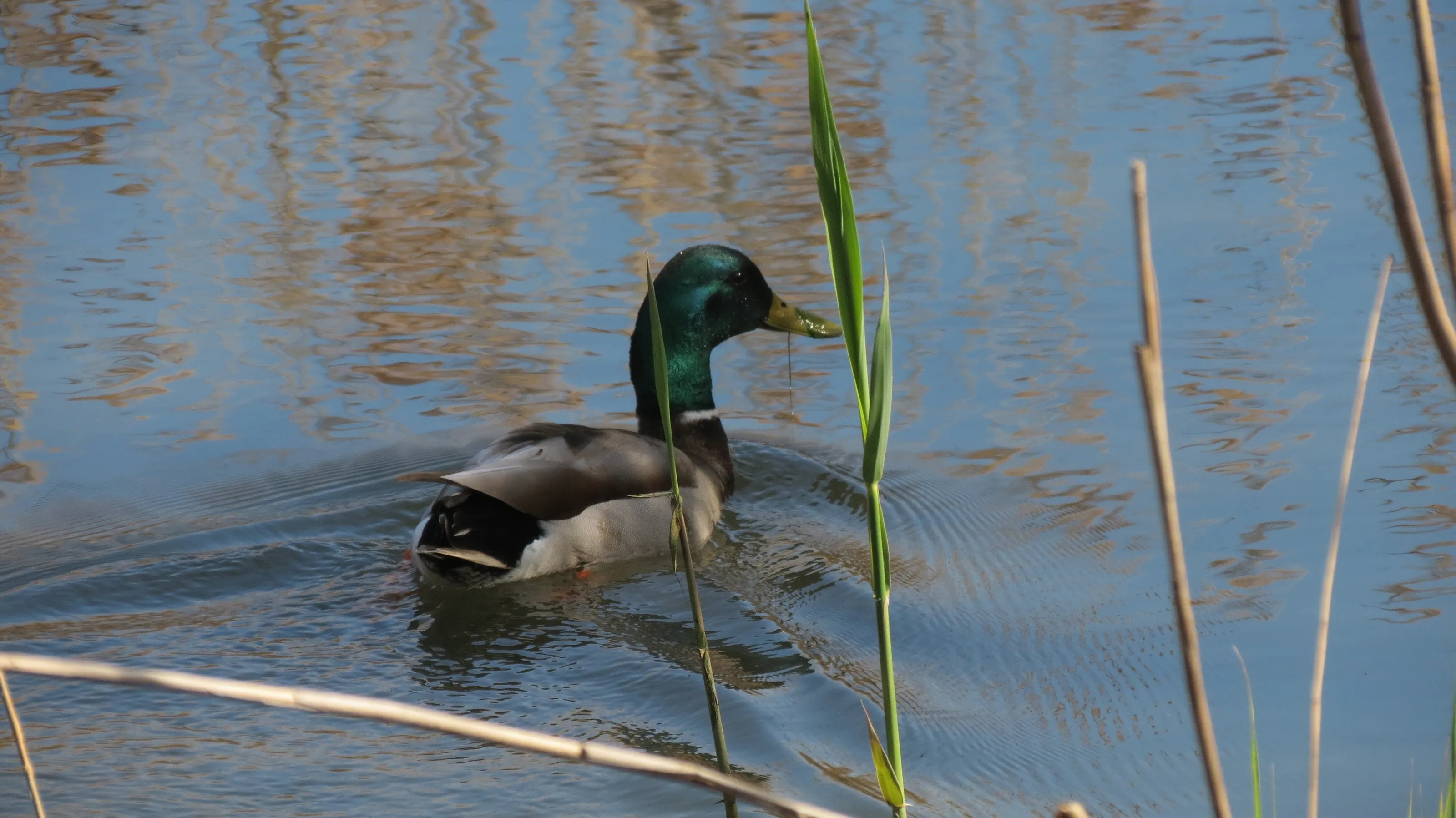 Lone Duck