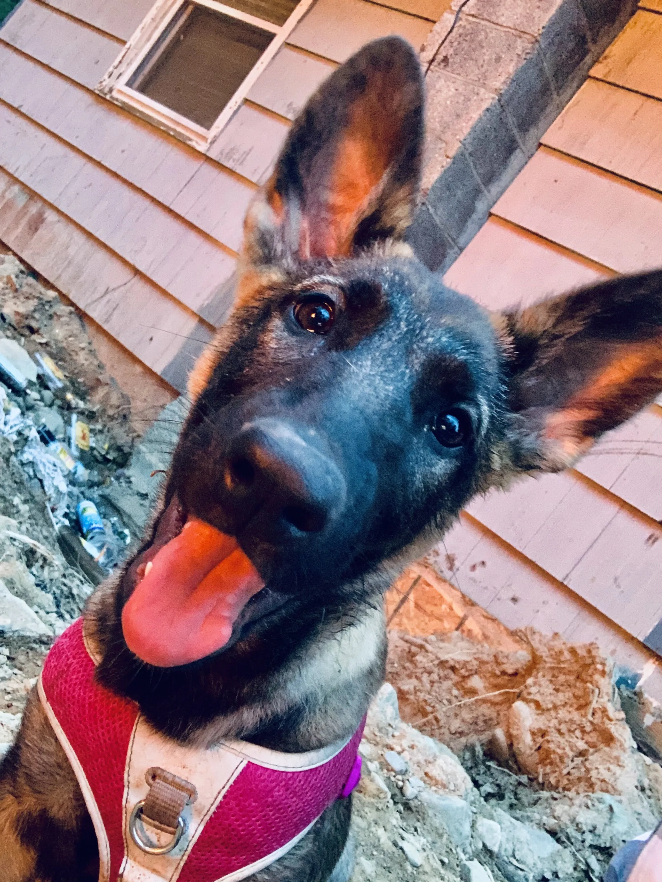 German shepherd puppy