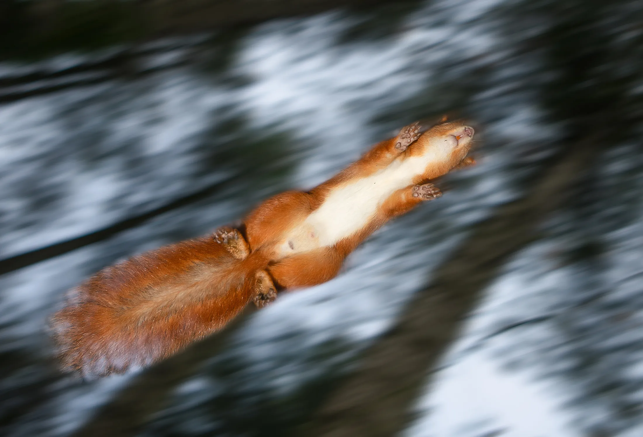 Is it a comet? Jumping squirrel