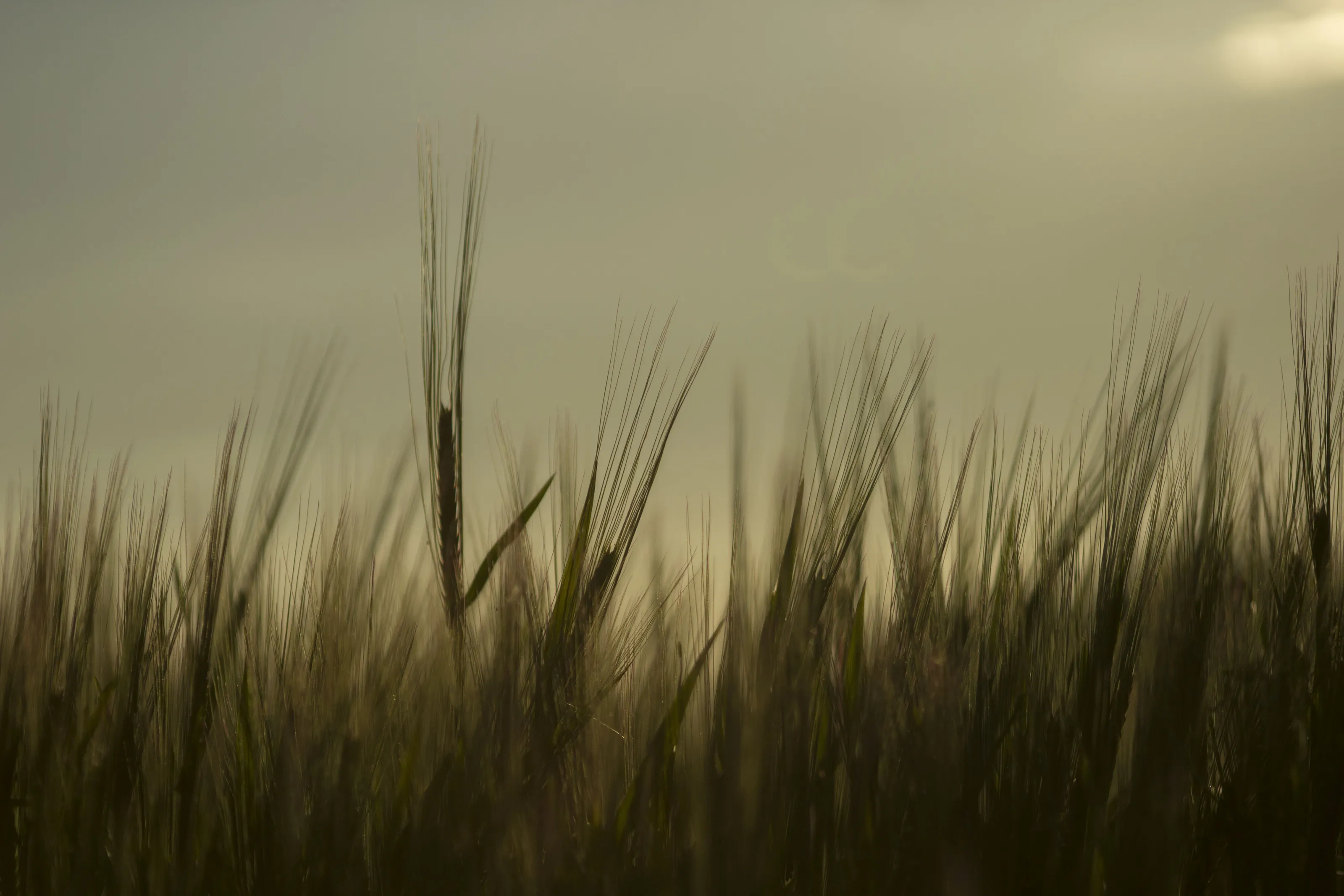 Wheat field