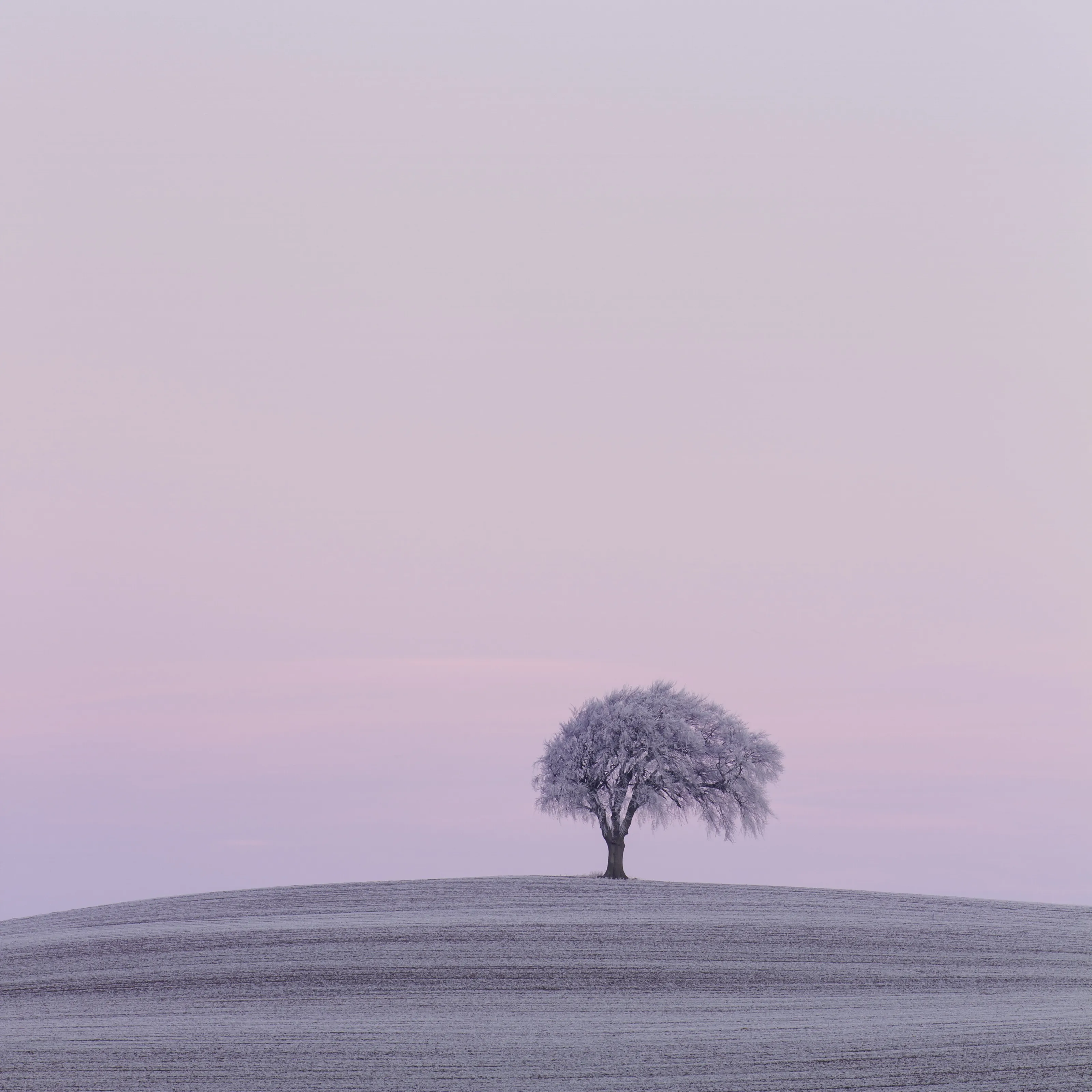 Solitary
