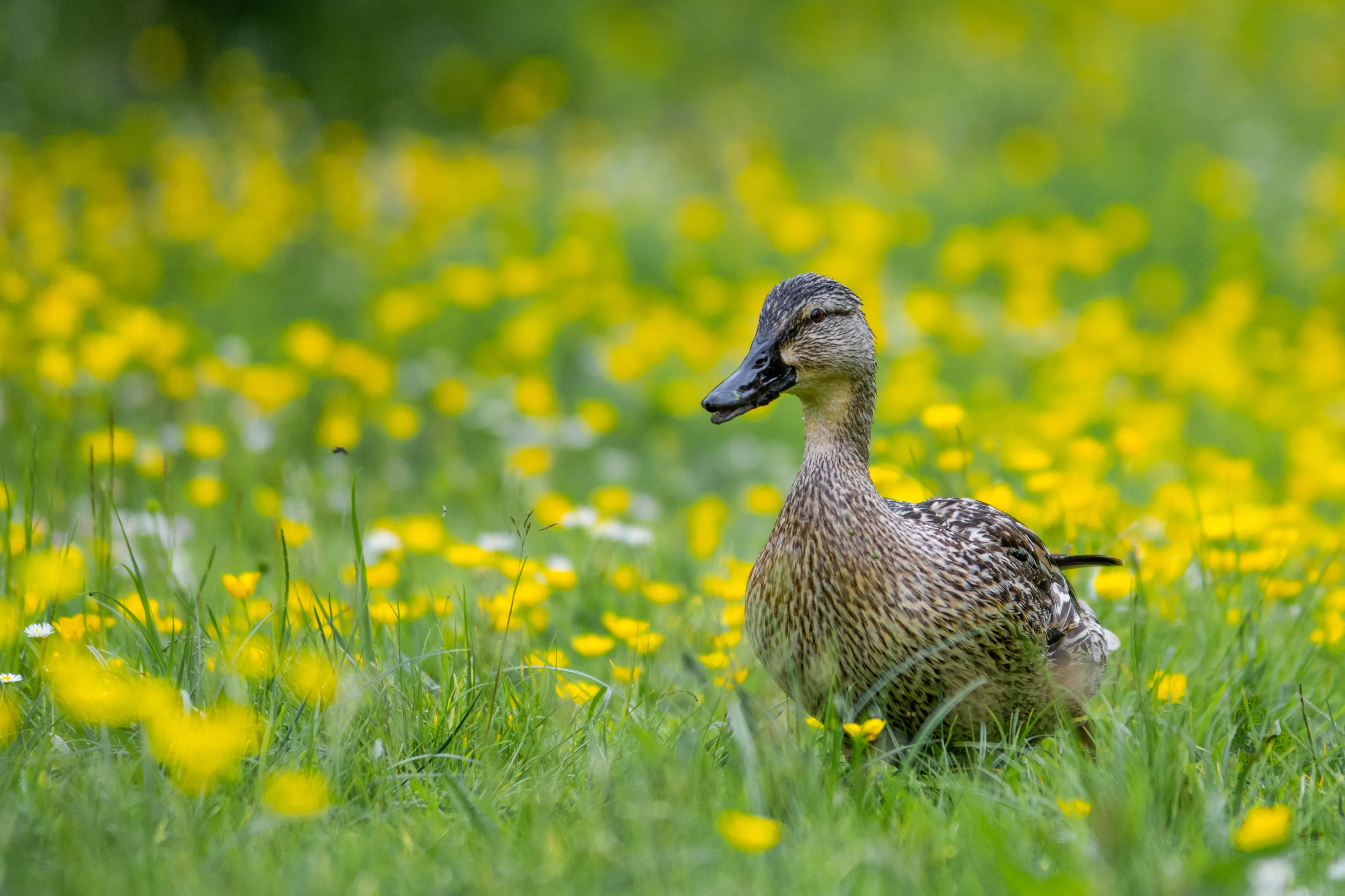 Happy duck