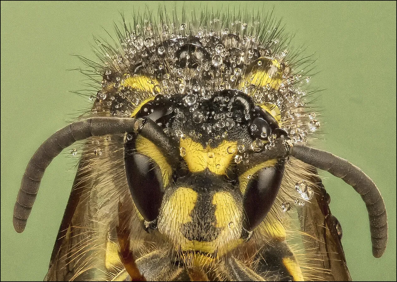 Wasp with water droplets
