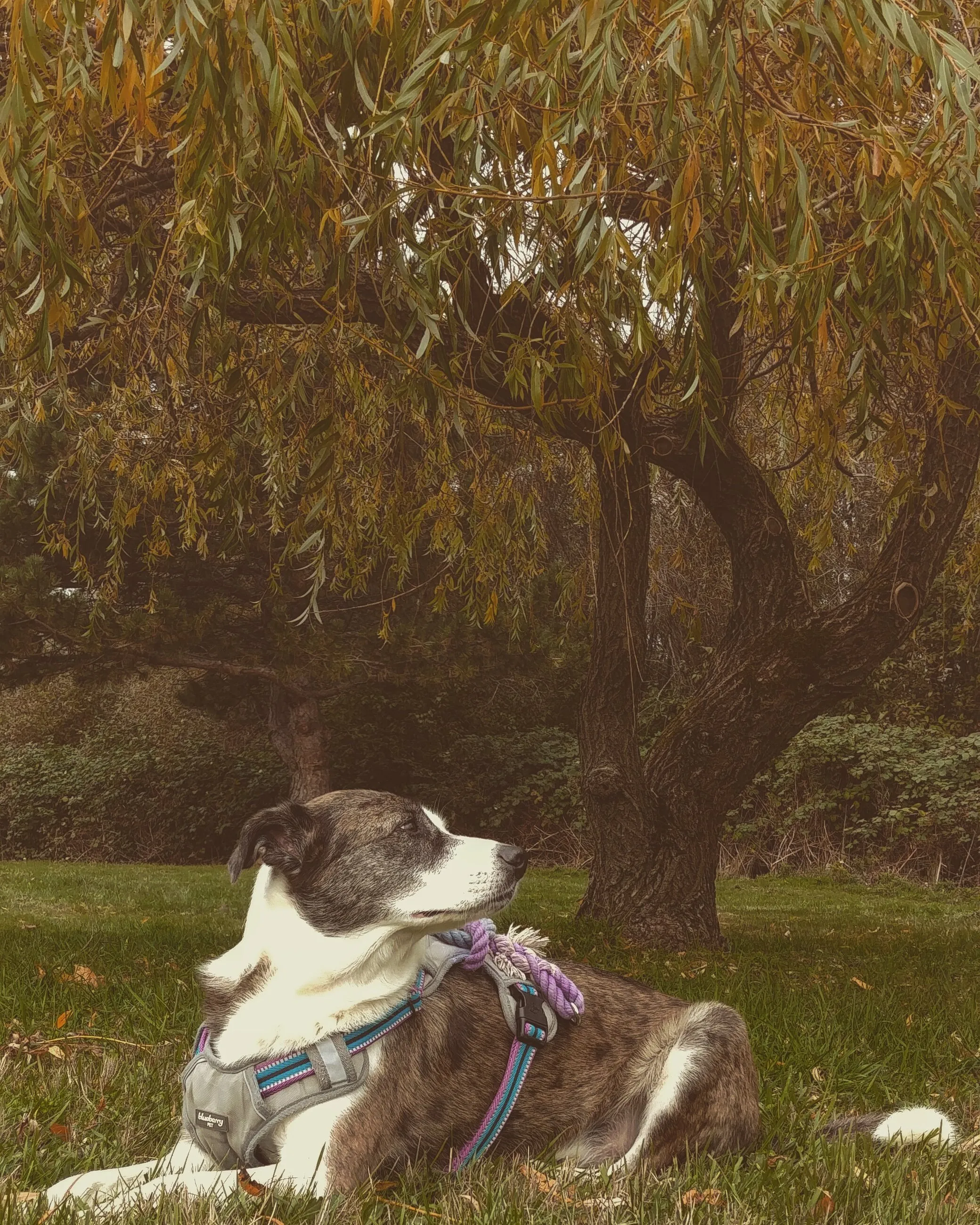 Dog Laying Under A Tree in Autumn