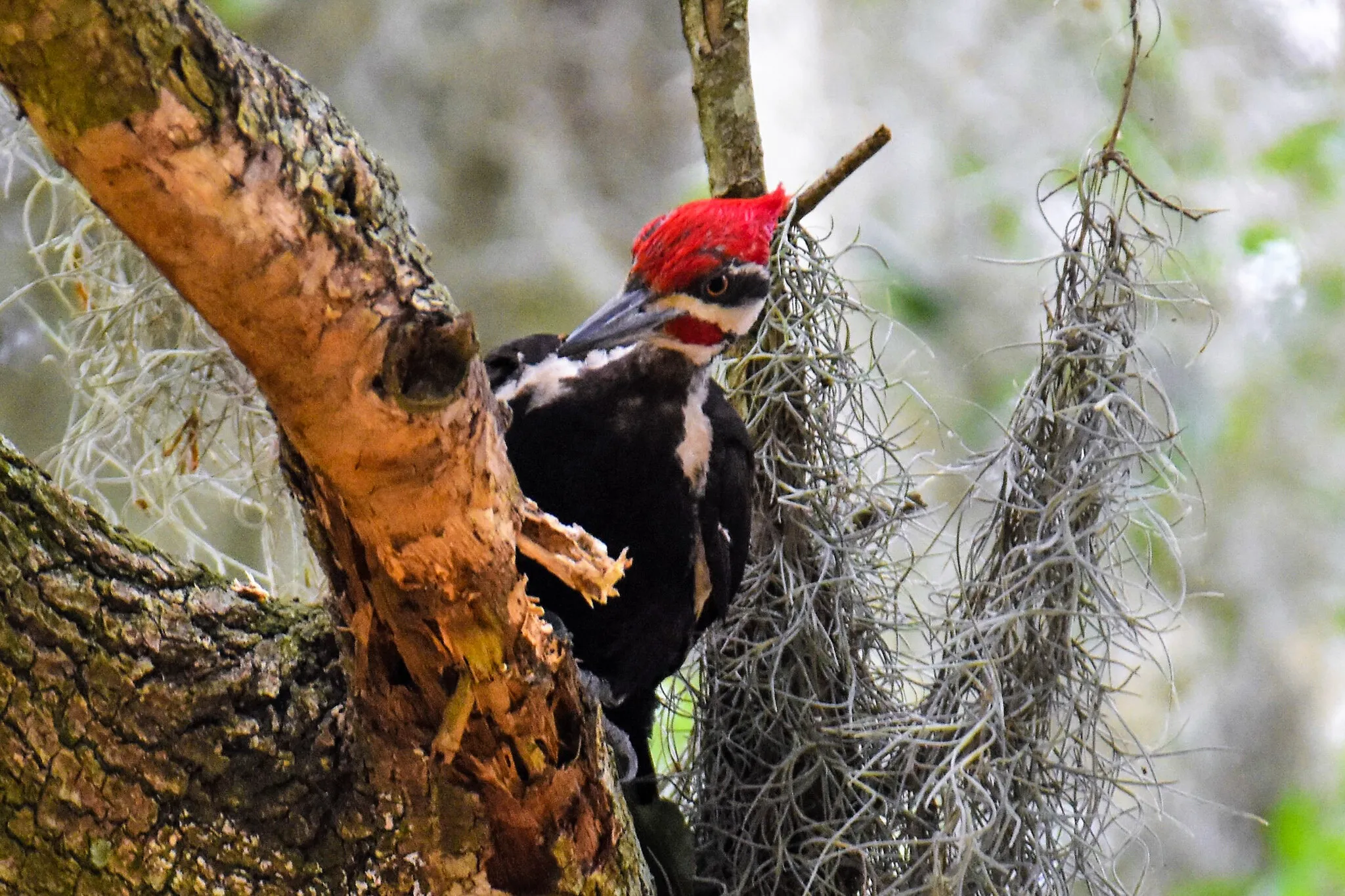 Woodpecker