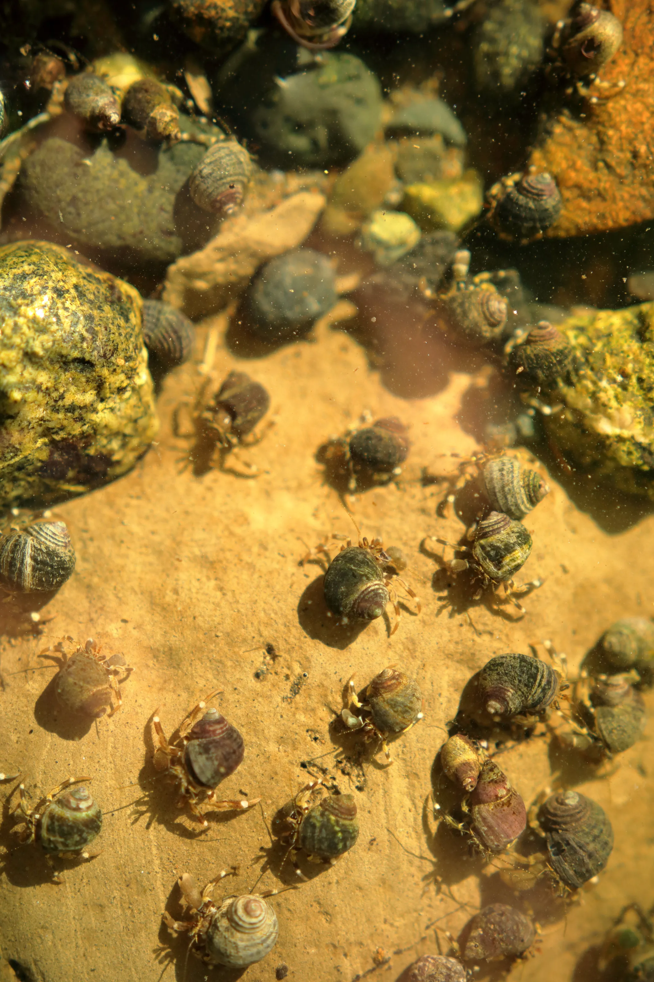 Hermit crabs no longer observing social distancing