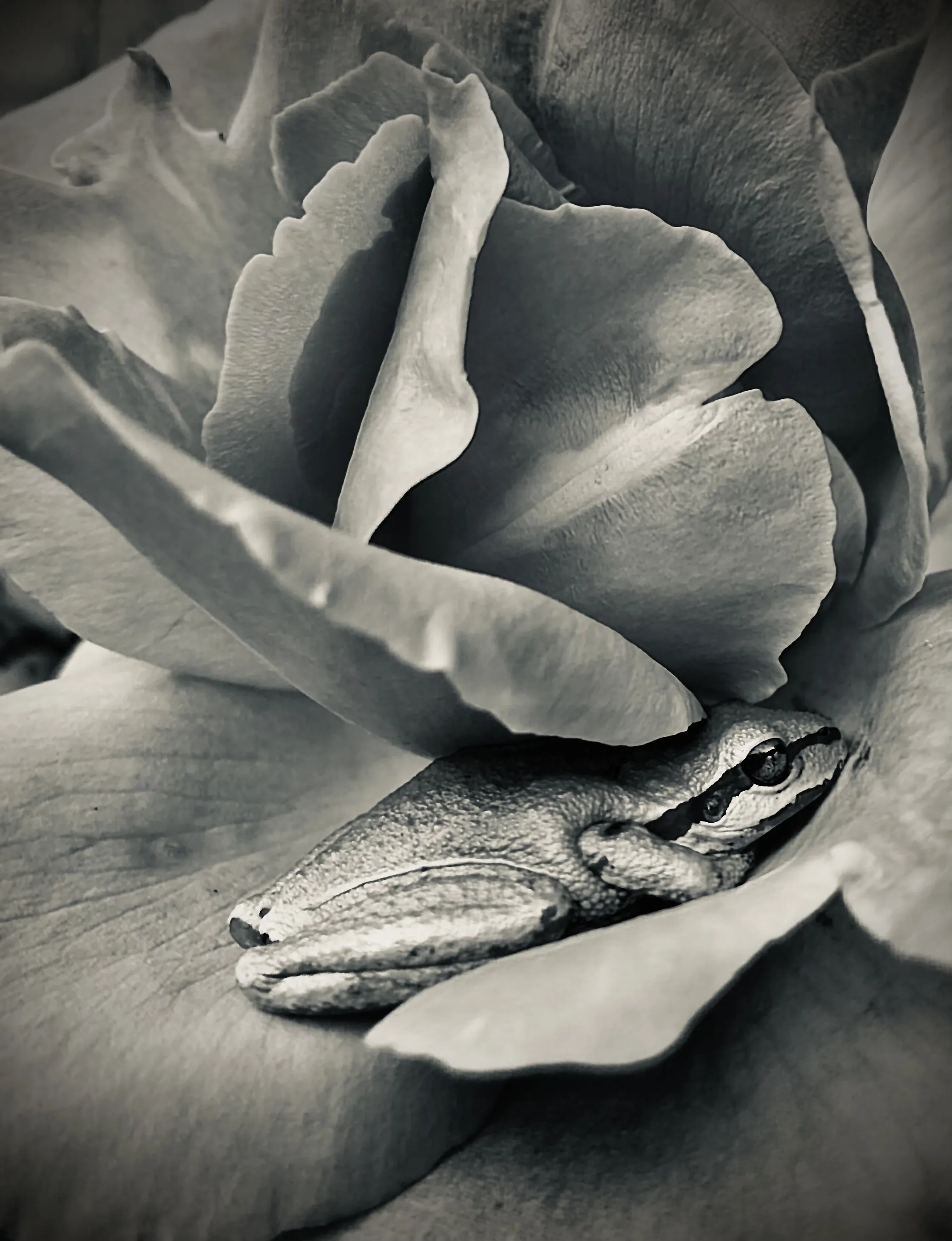 Frog in Rose