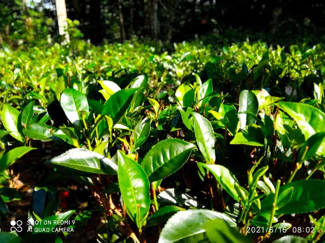 Tea Tree