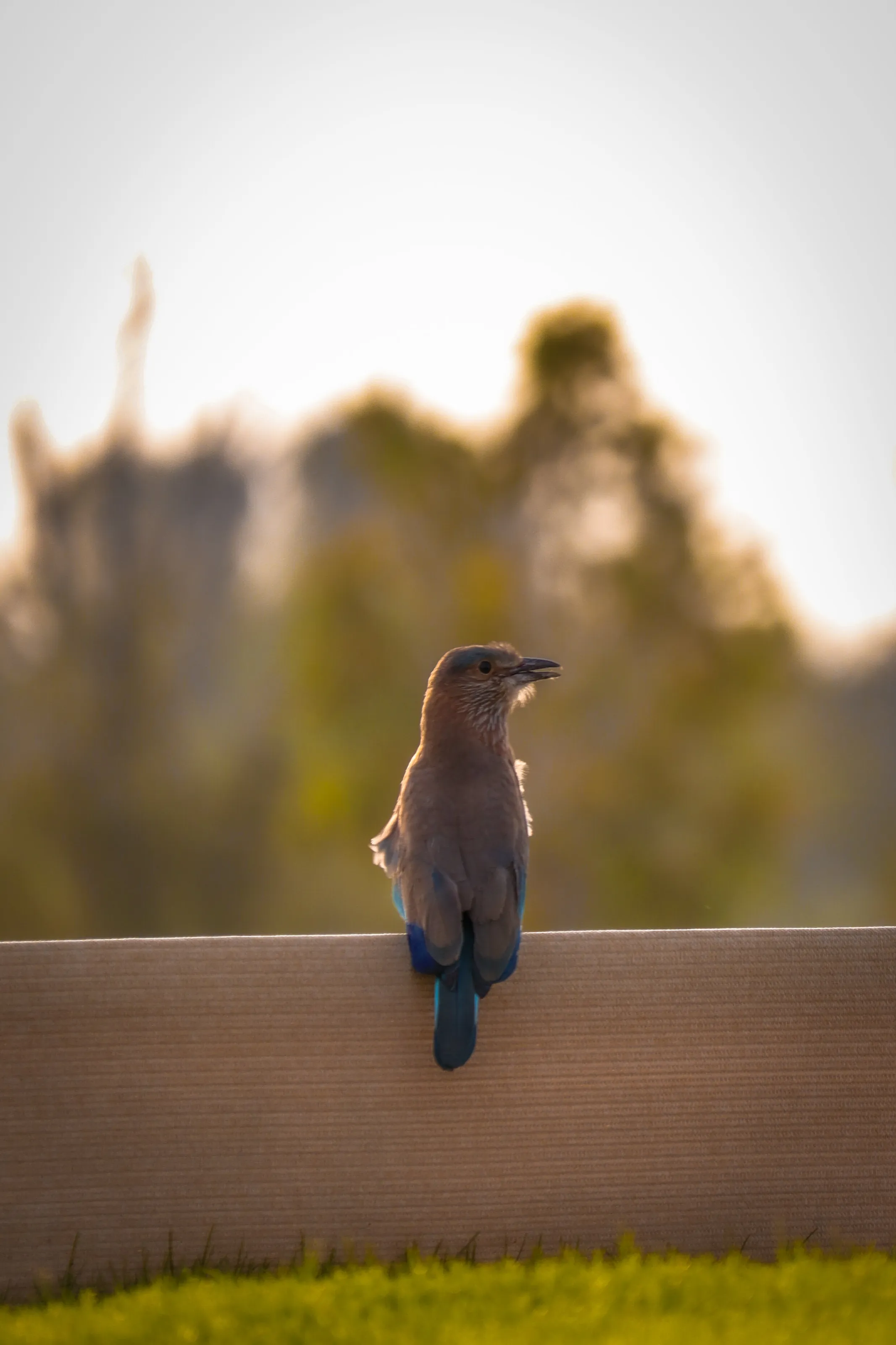Wildlife photography