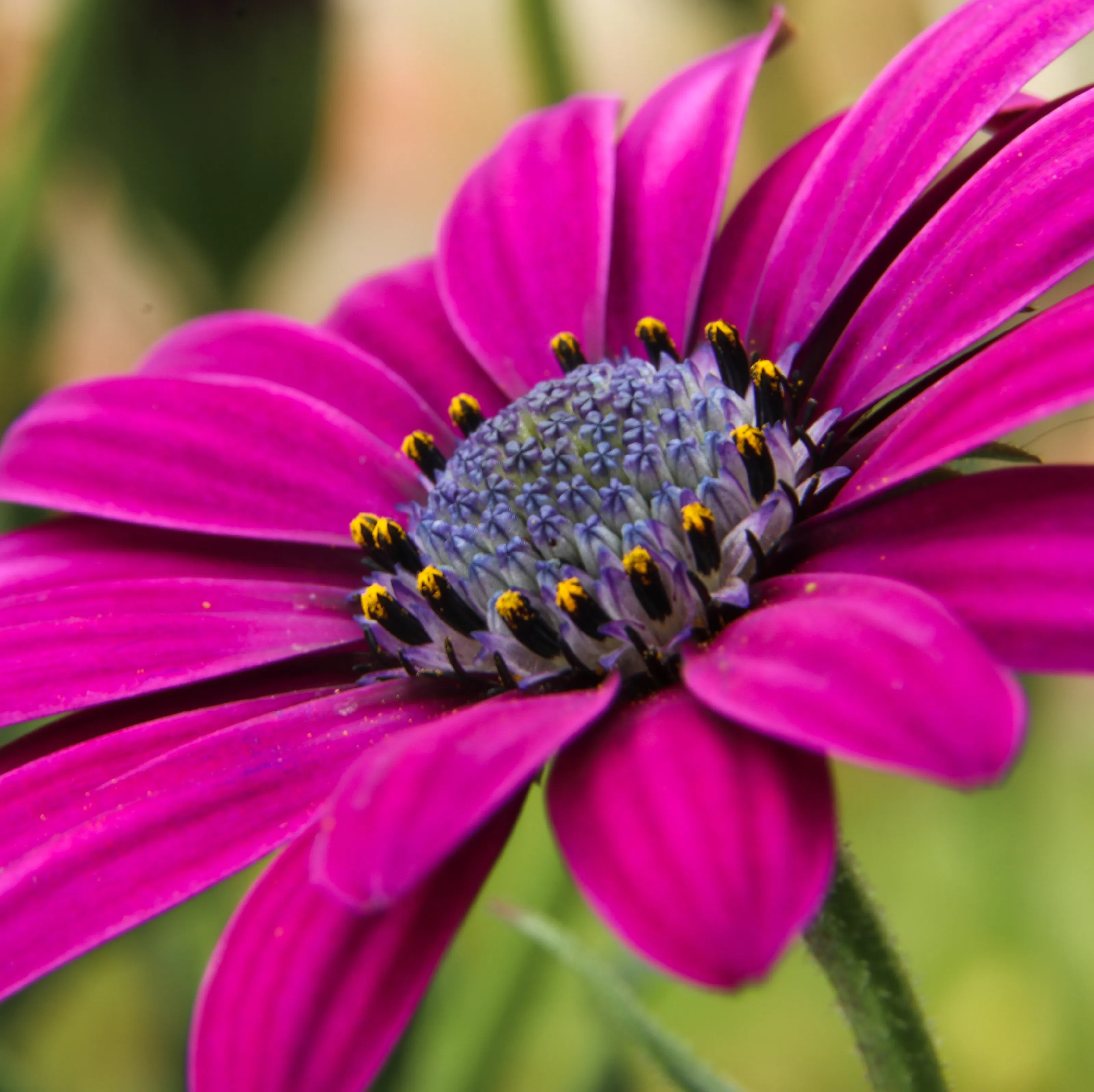 Osteospermum