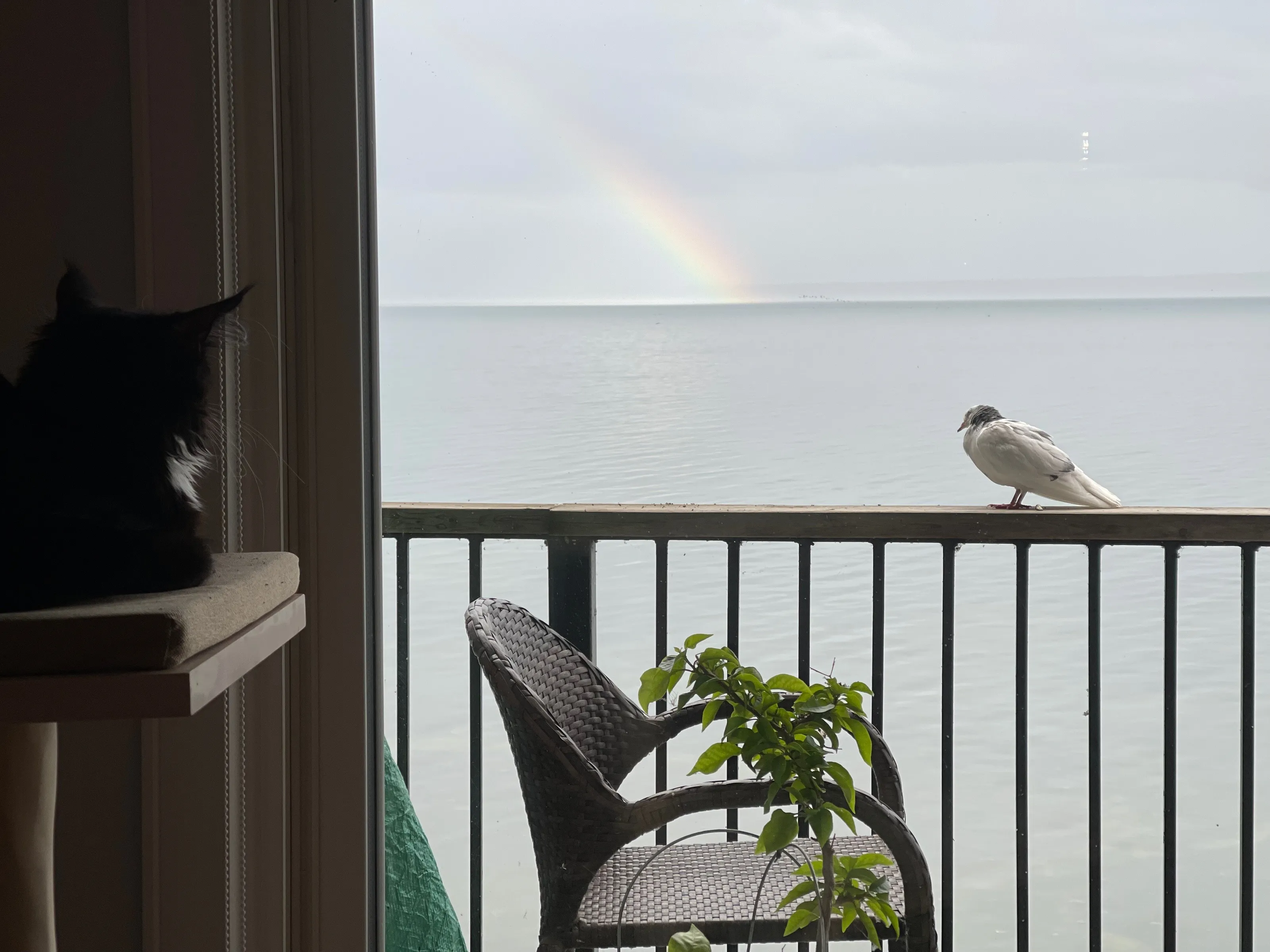 Bird Watching