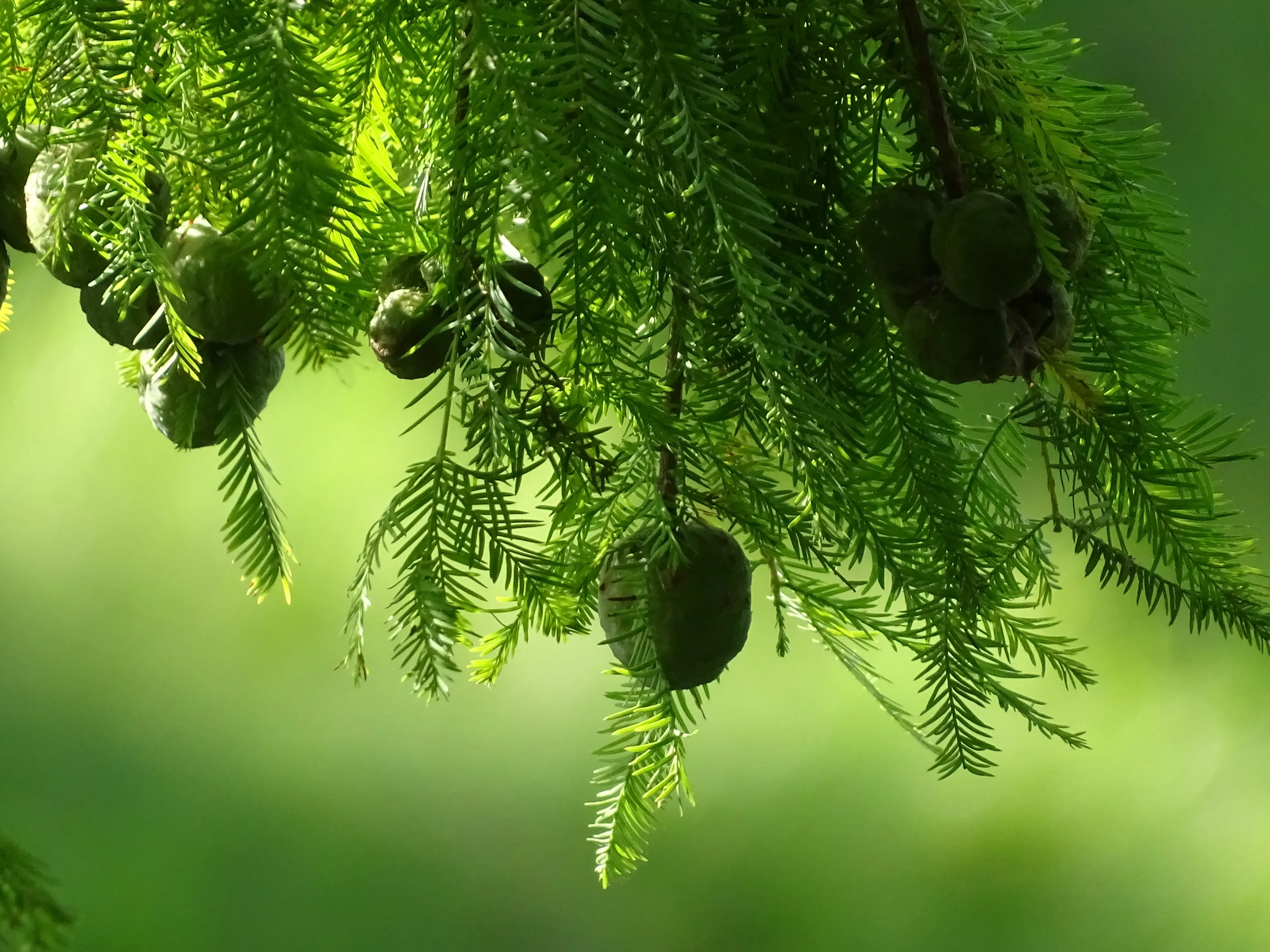 Cypress Tree