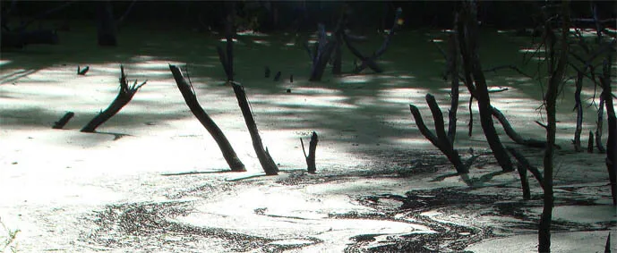 Mysterious swamp