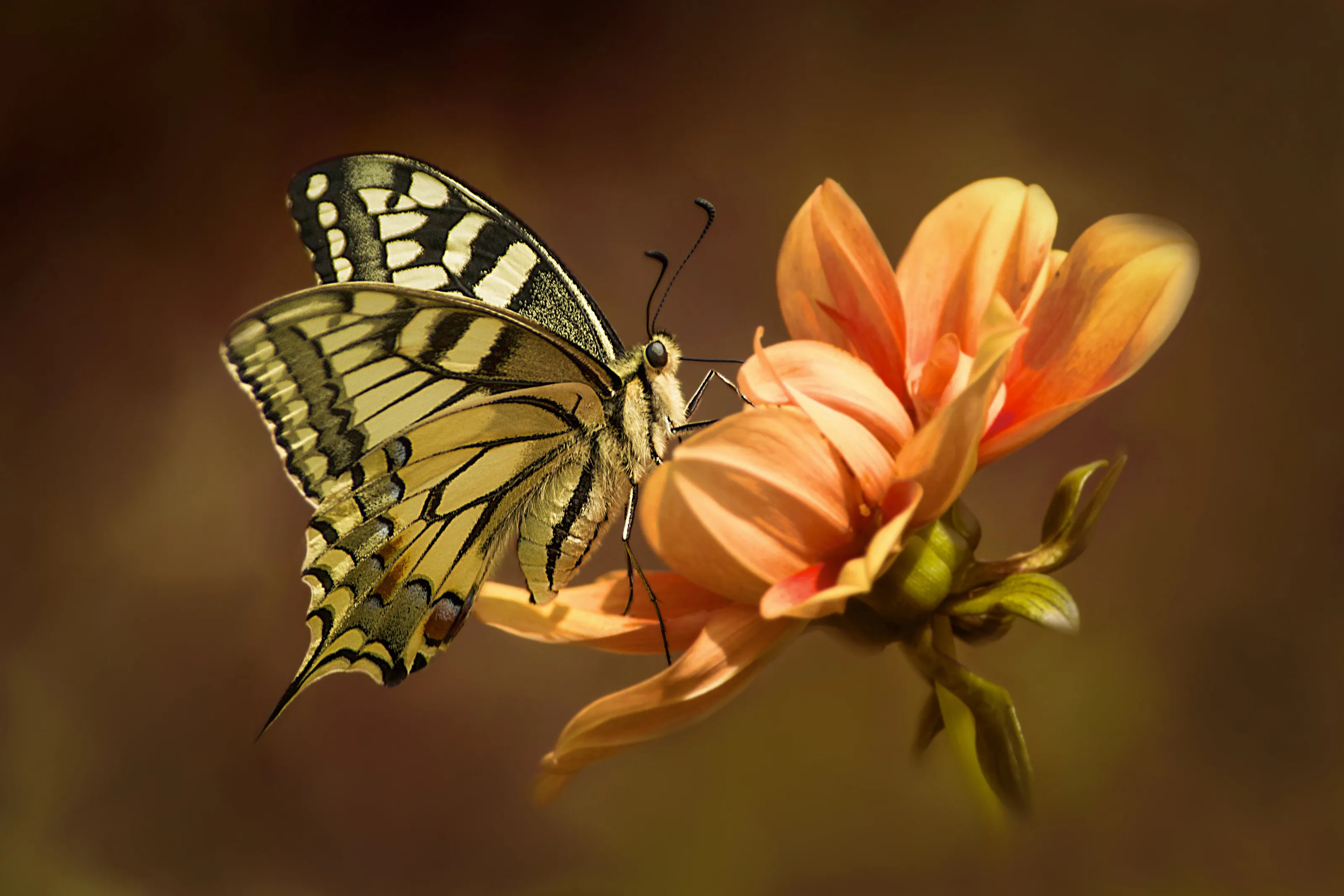 Yellow angel