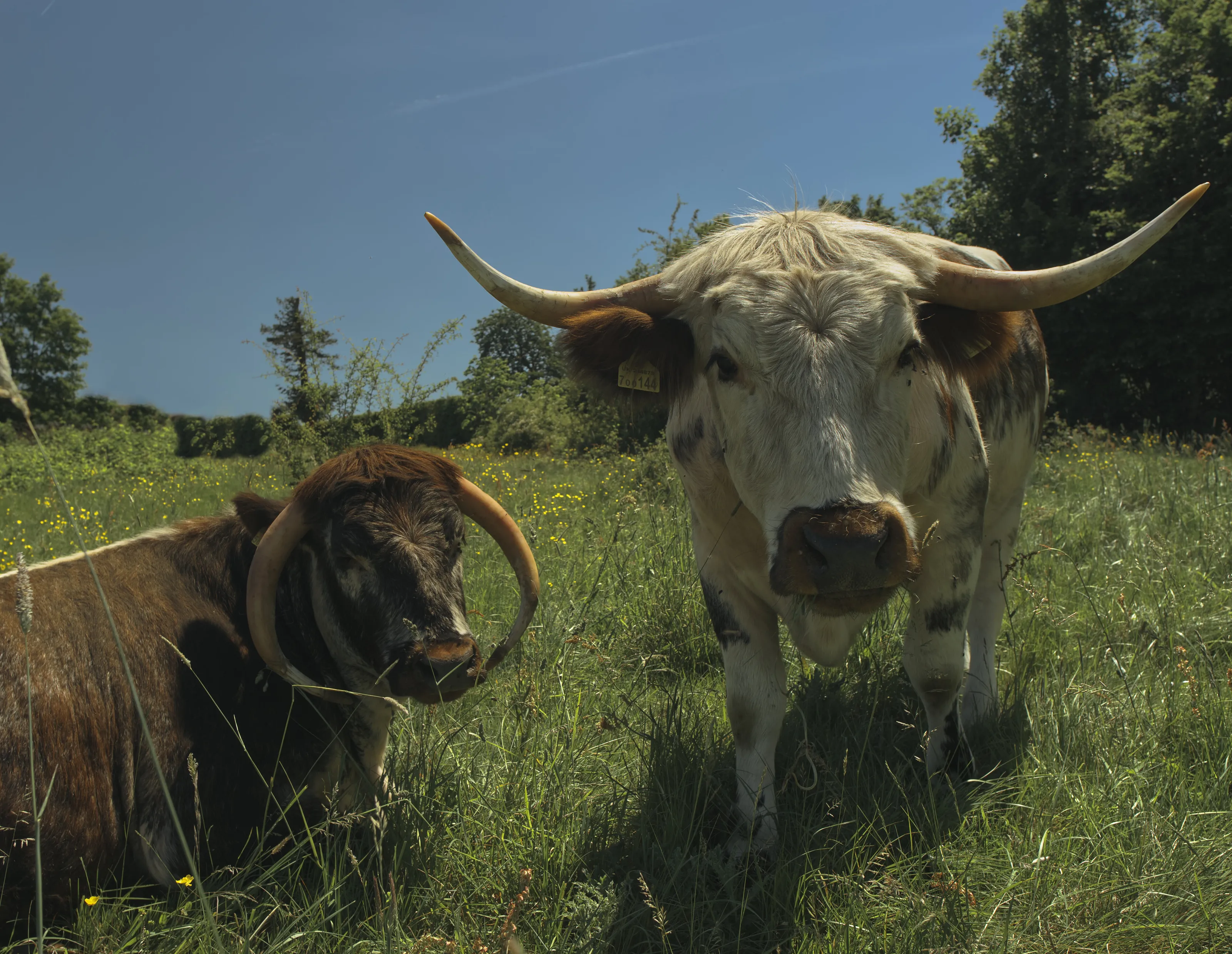 A Pair of Cows on a Summer Day
