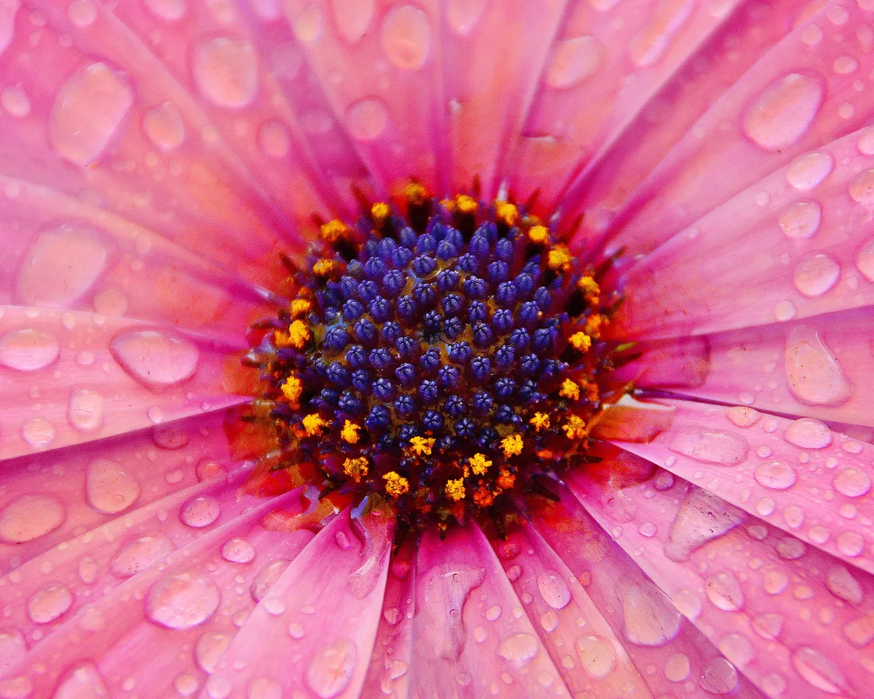 Raindrops On Mother Nature