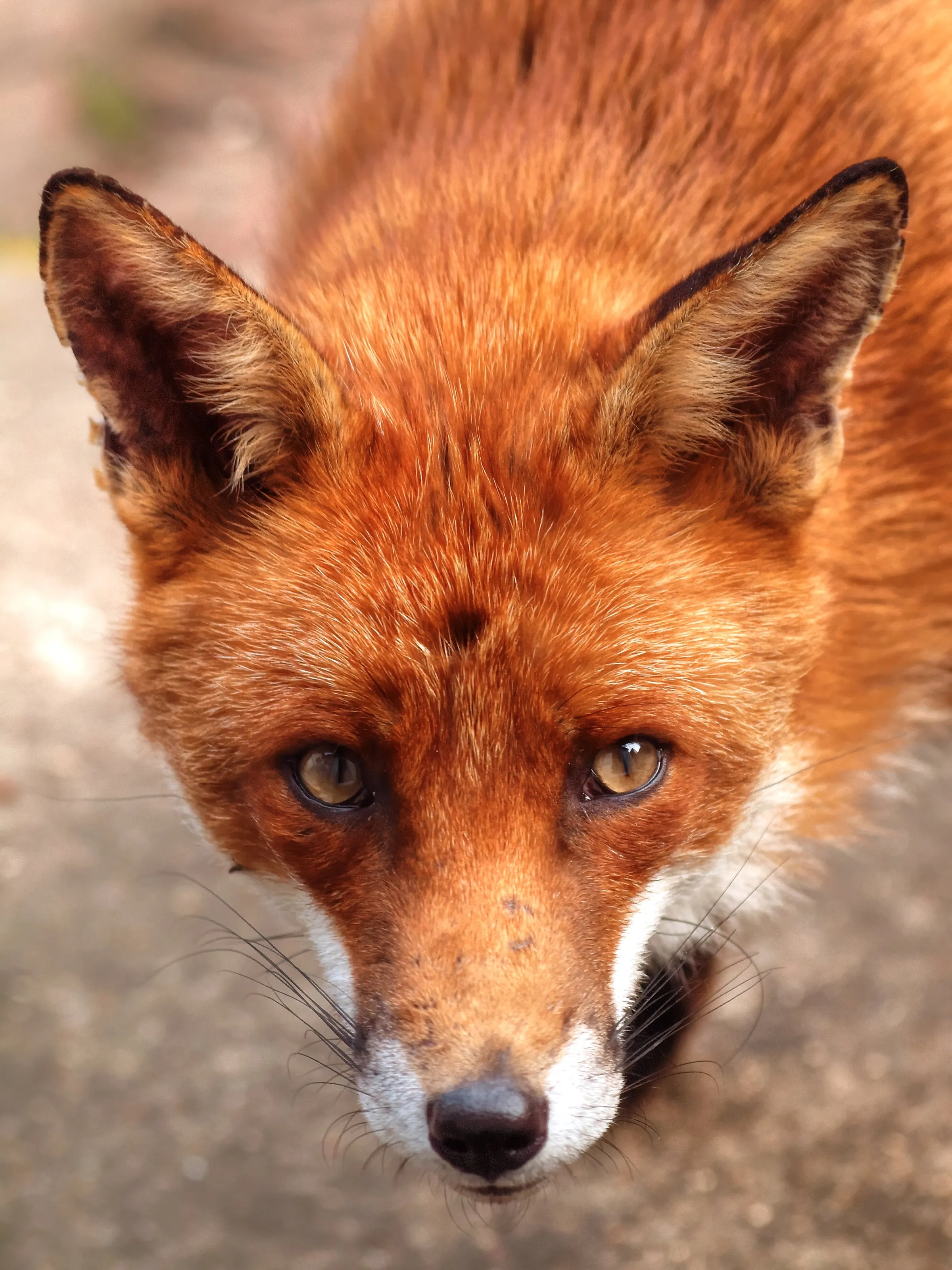 Basil the Fox