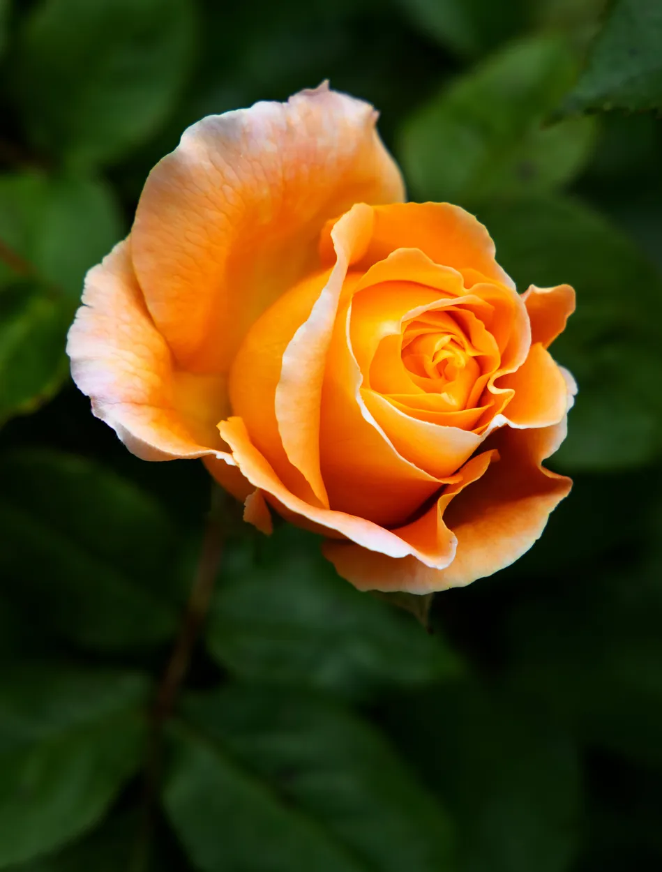 Entry 9862112