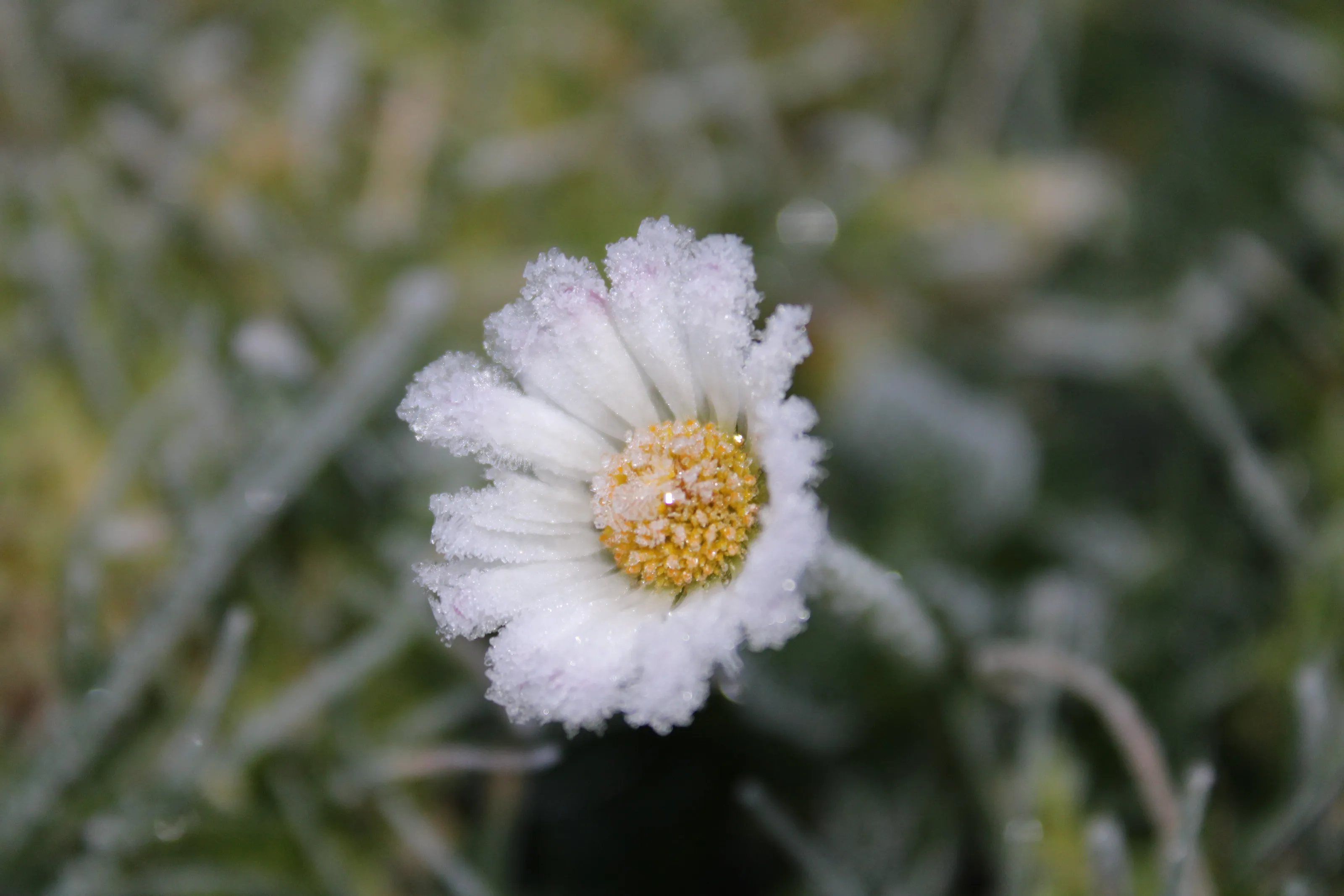 Frosted Daisy