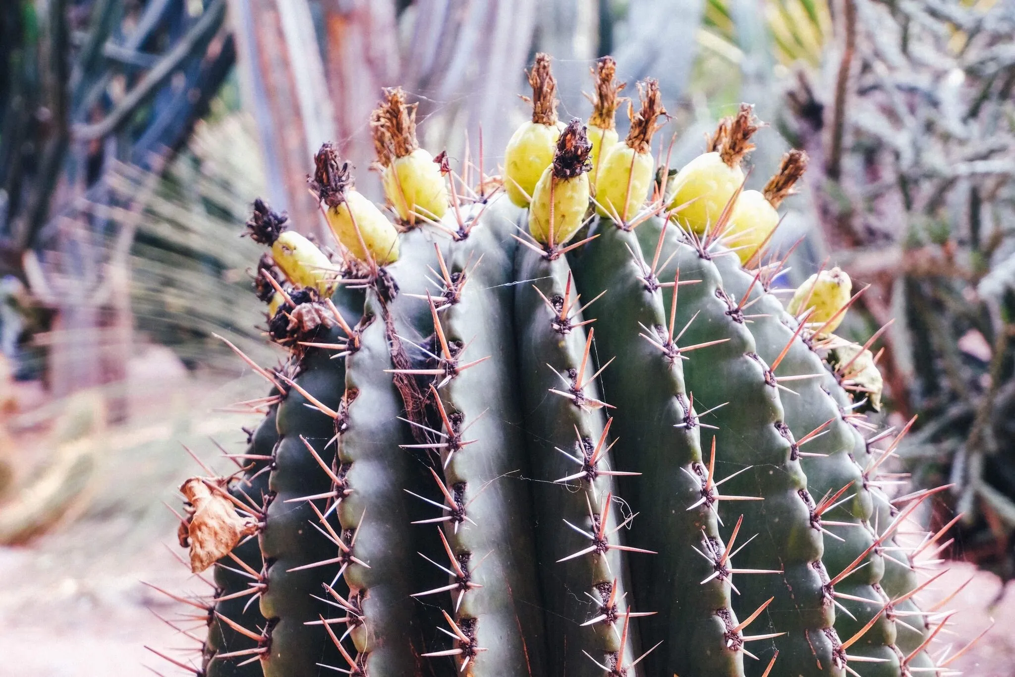 Cactus Jack