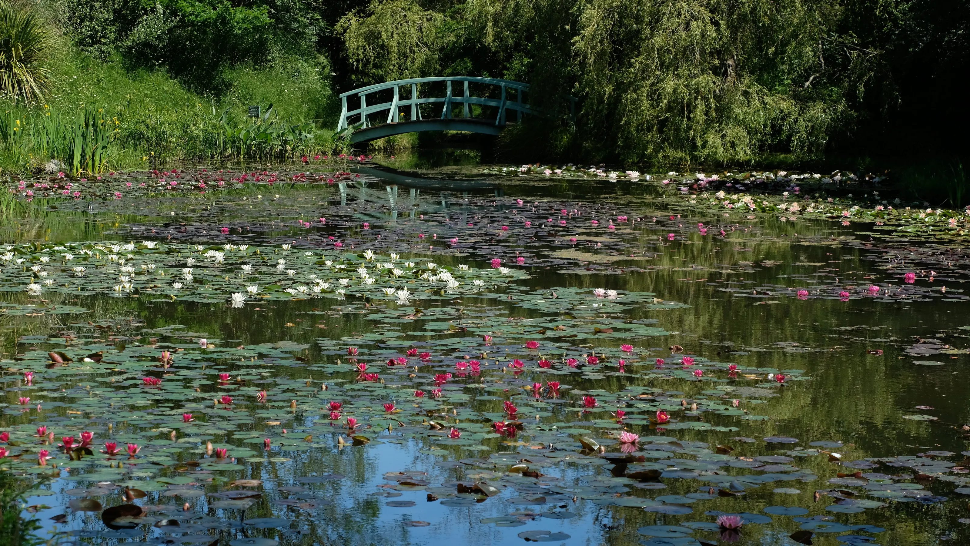 Water lily paradise