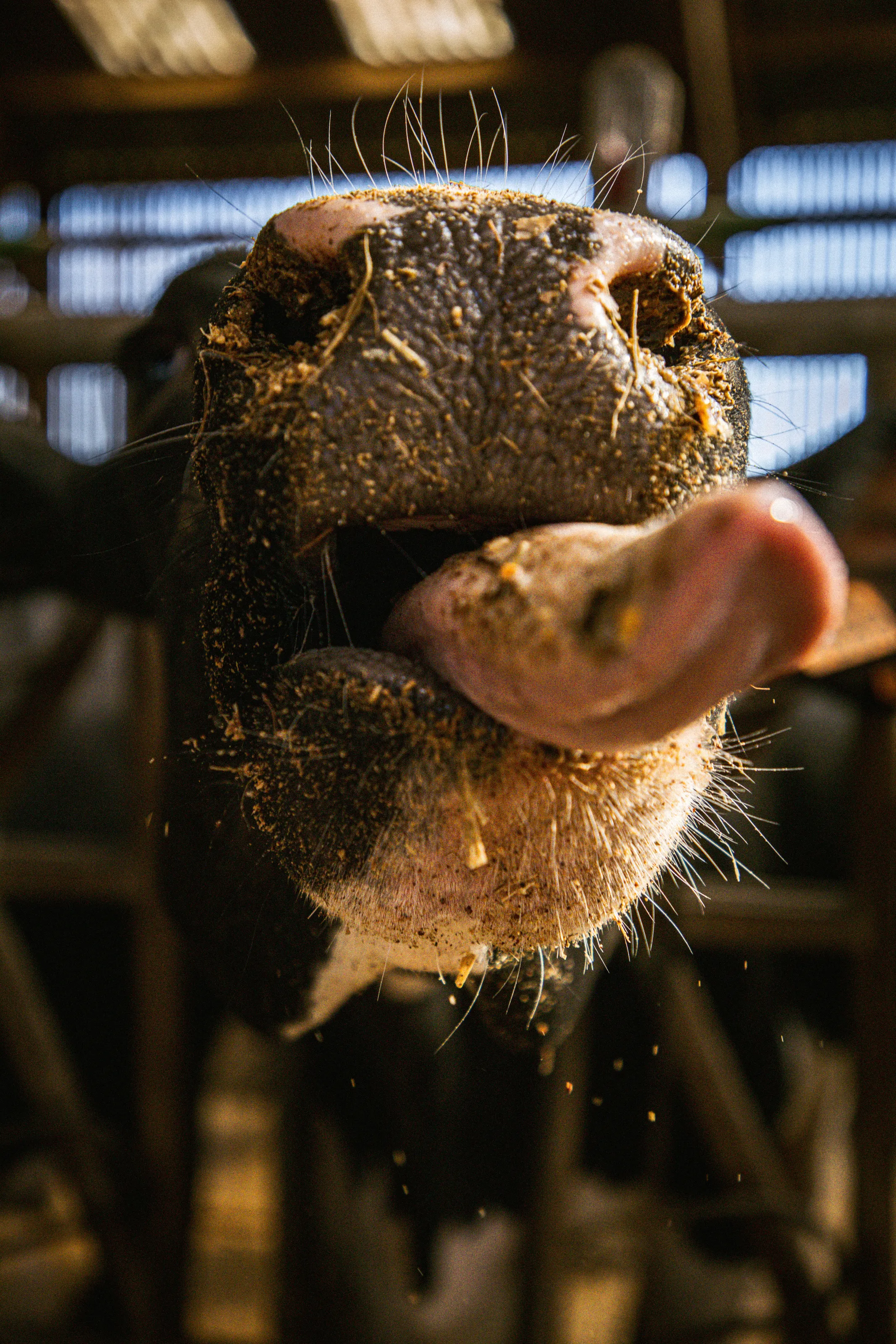 Cow Tongue
