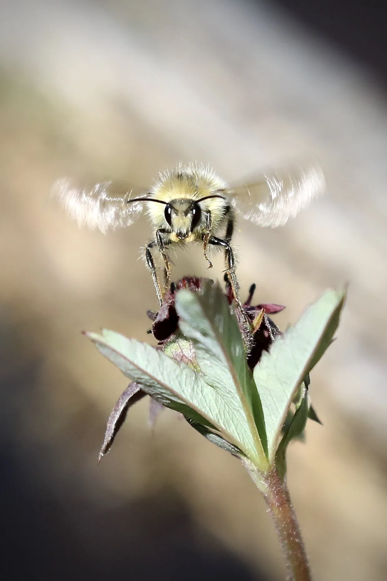 Let it Bee