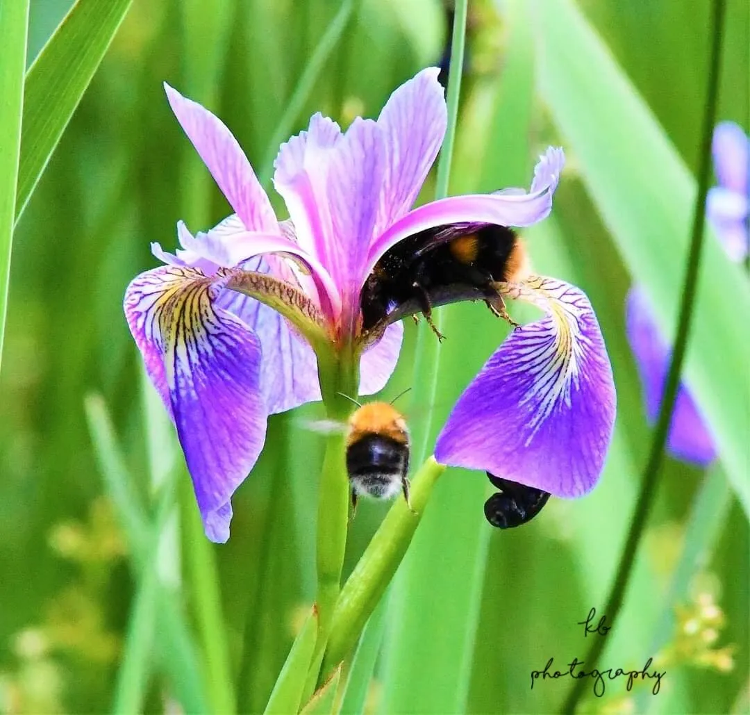 2 bee's for the price of 1 shot