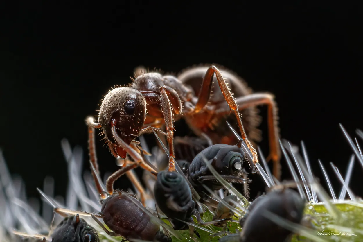 Ant Milking Honeydew From Aphids