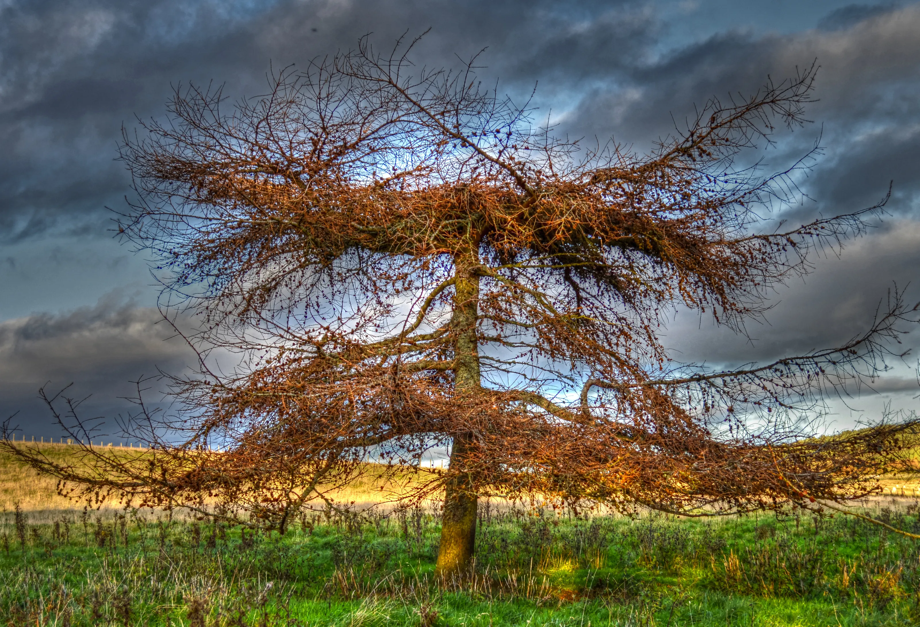 Movember Tree with Eye Brows